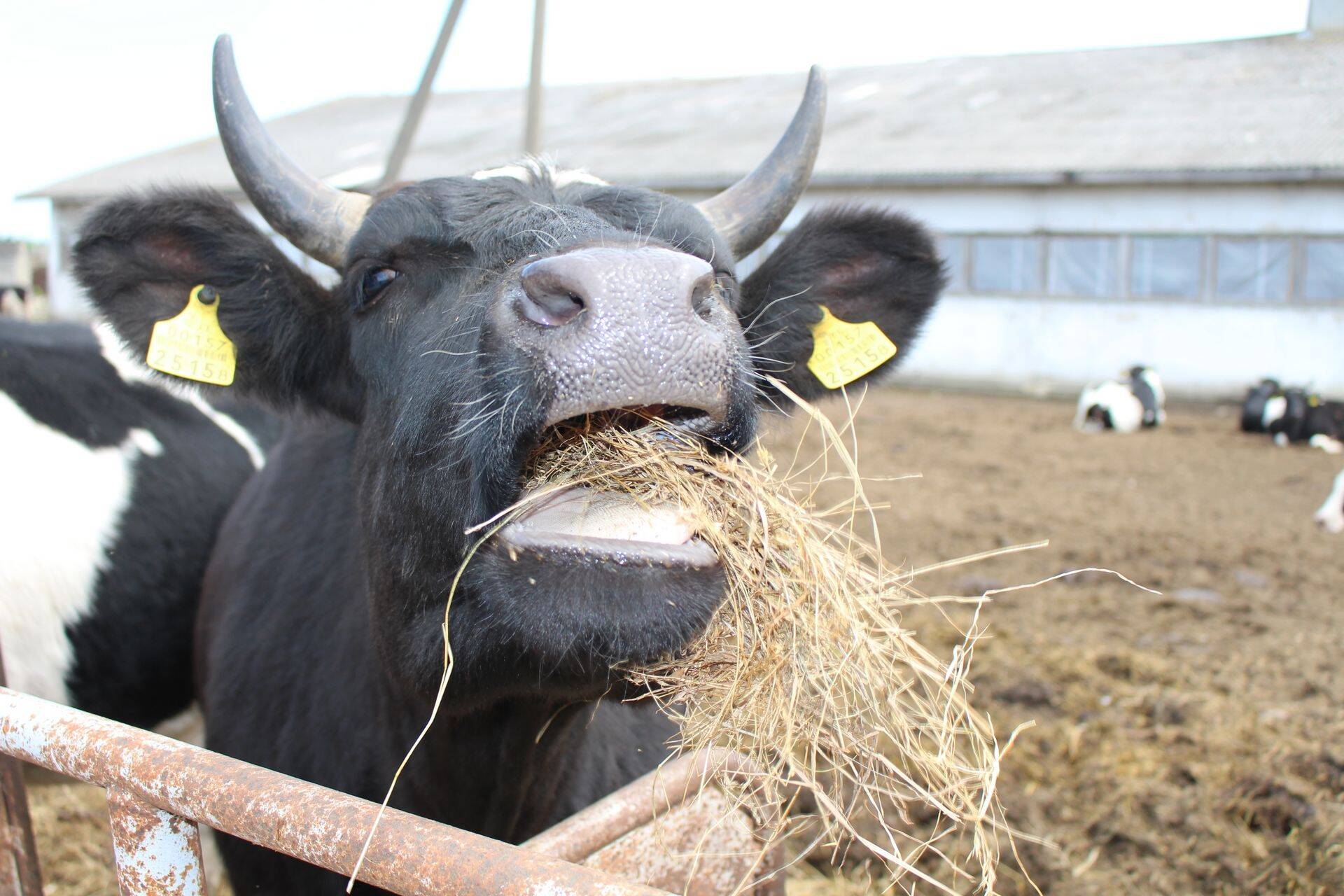 Saidafarmis saavad lehmad ka õues olla.
