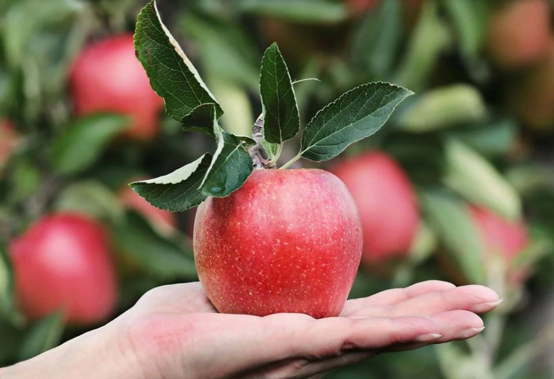 Vihmaperiood võib tõsta patuliini sisaldust õunamahlas.
