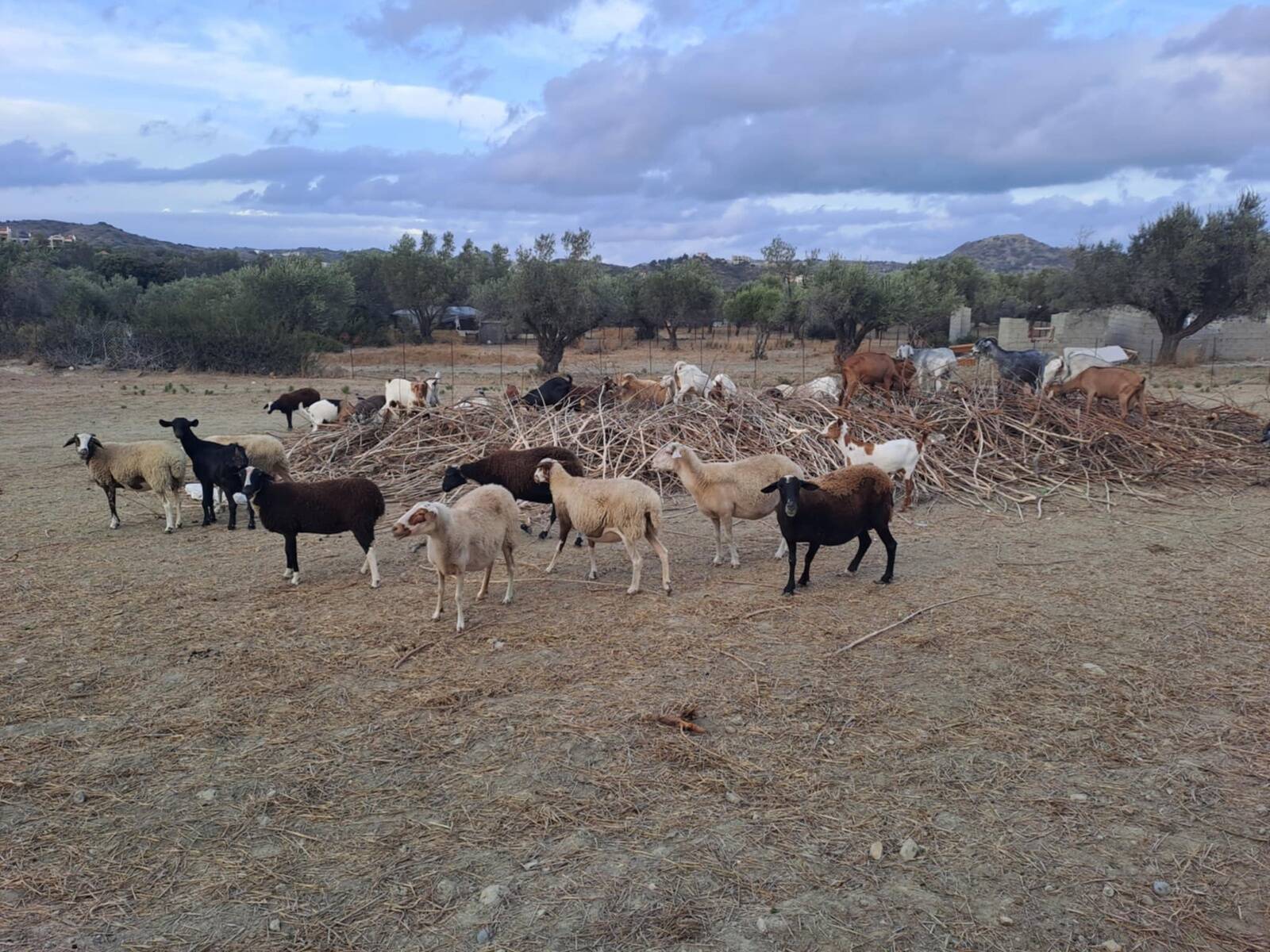 Kitsed Rhodose saarel Kreekas.