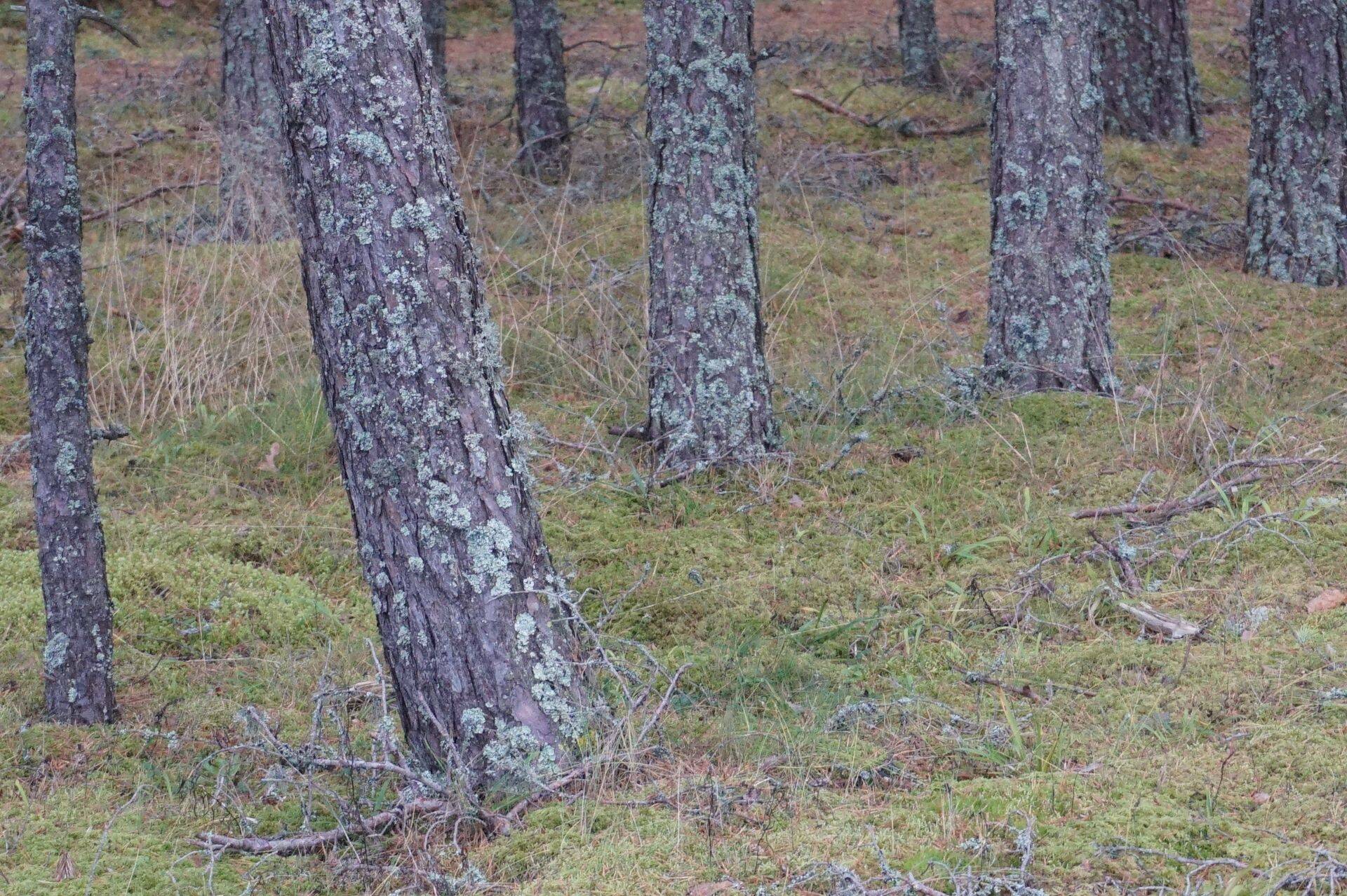 Okaspuud on aastasadu Eestis peetud väärt ehitusmaterjaliks, kuid viimase sajandi jooksul tegi võidukäiku betoon.