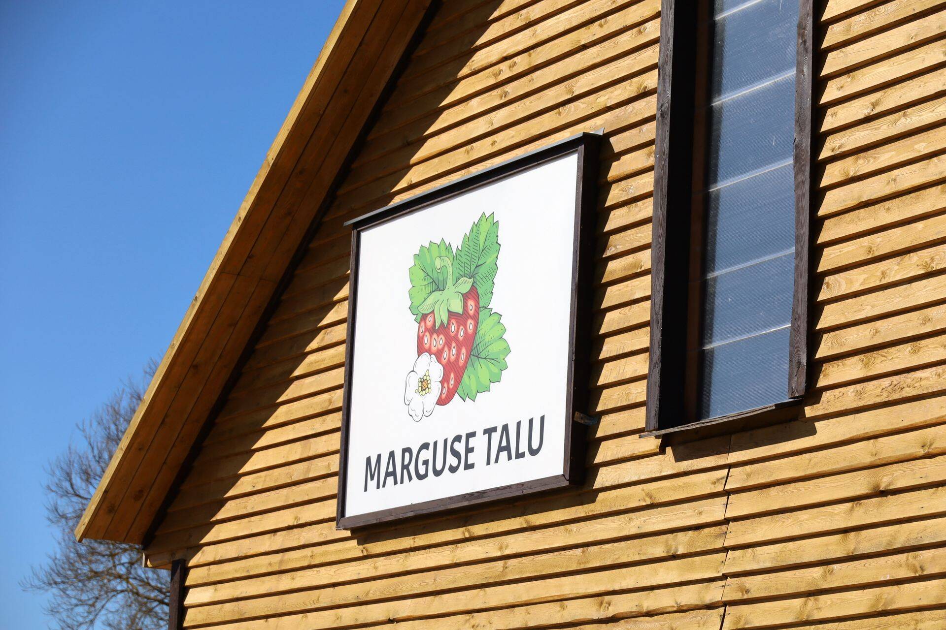 Marguse talu maasikaid saab osta Väike-Maarjast, Rakverest, Haapsalust ja Tallinnast.