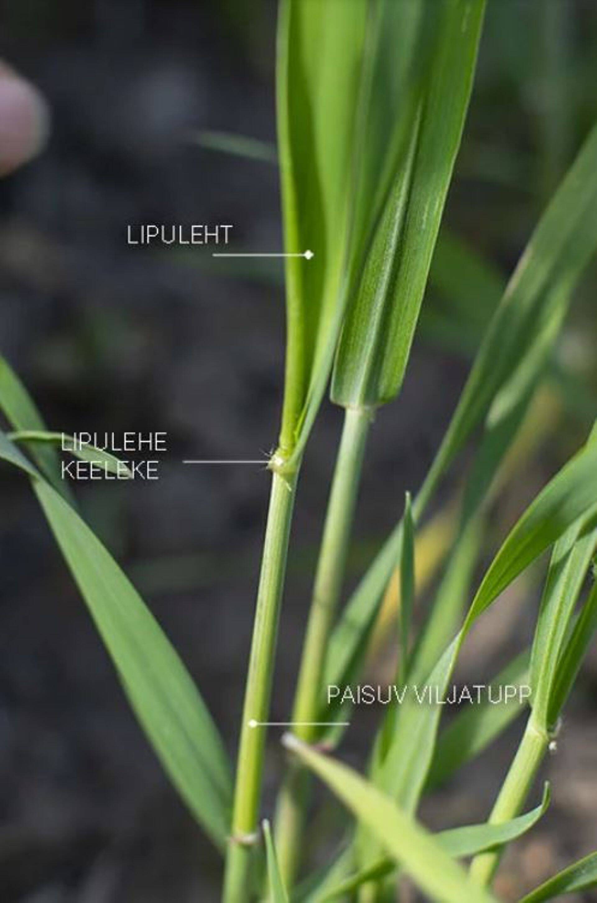 Parim aeg kasutamiseks on viljatupe paisumise aeg (faas 39/41).