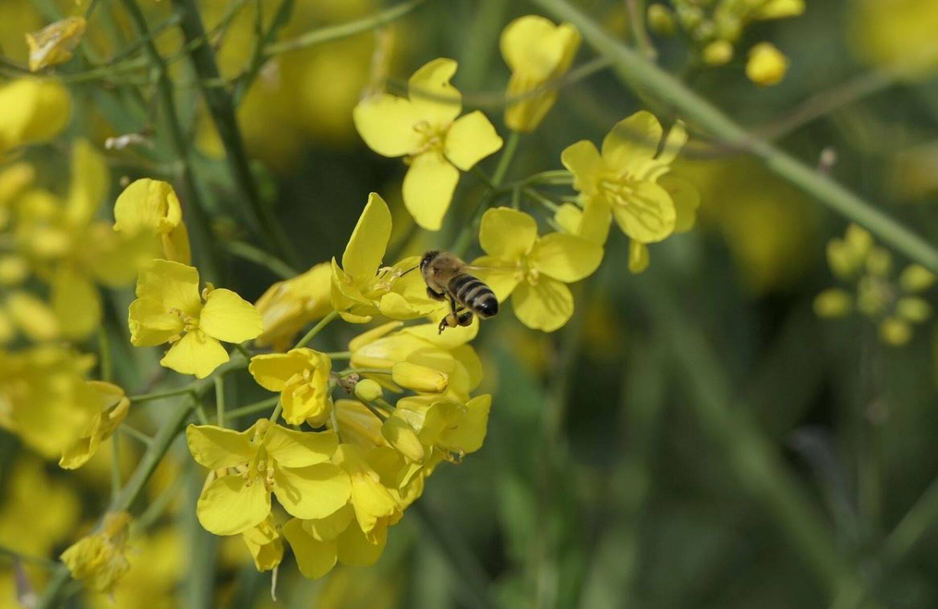 Mesilaste hukkumise põhjusena ei ole alati alust kahtlustada taimekaitsevahendite kasutamist.