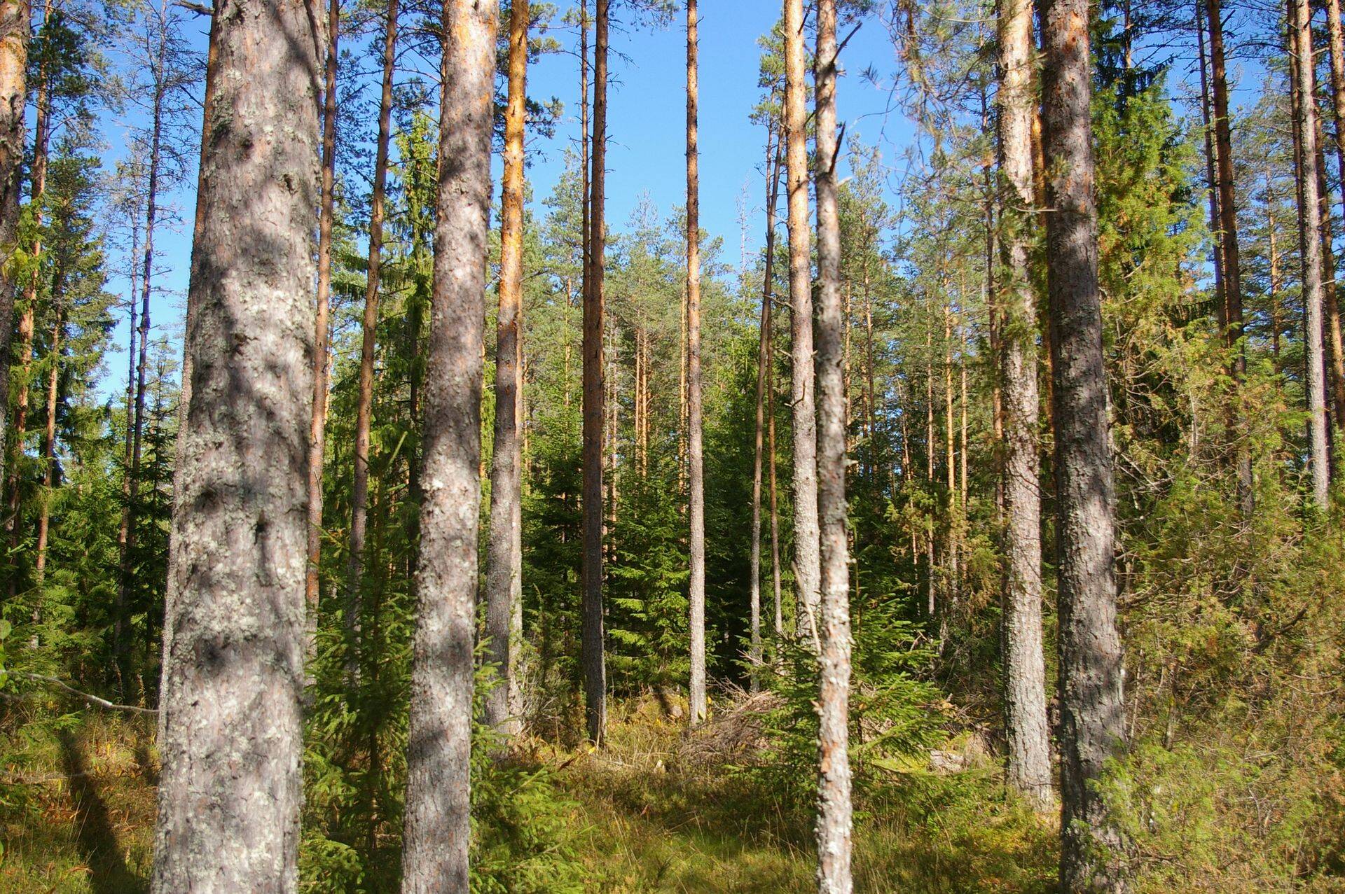 Parim metsamajandaja selgub augustis.