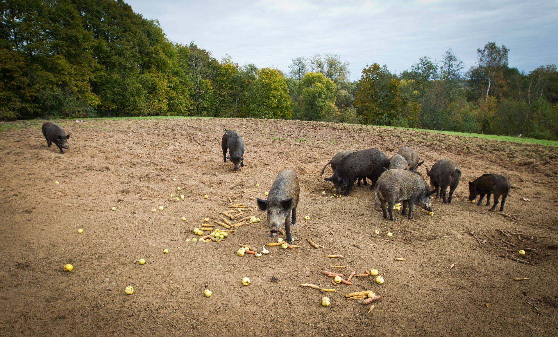 Seakatku infopäevad viisid tauditõrjejuhised enam kui pooletuhande seakasvataja ja jahimeheni