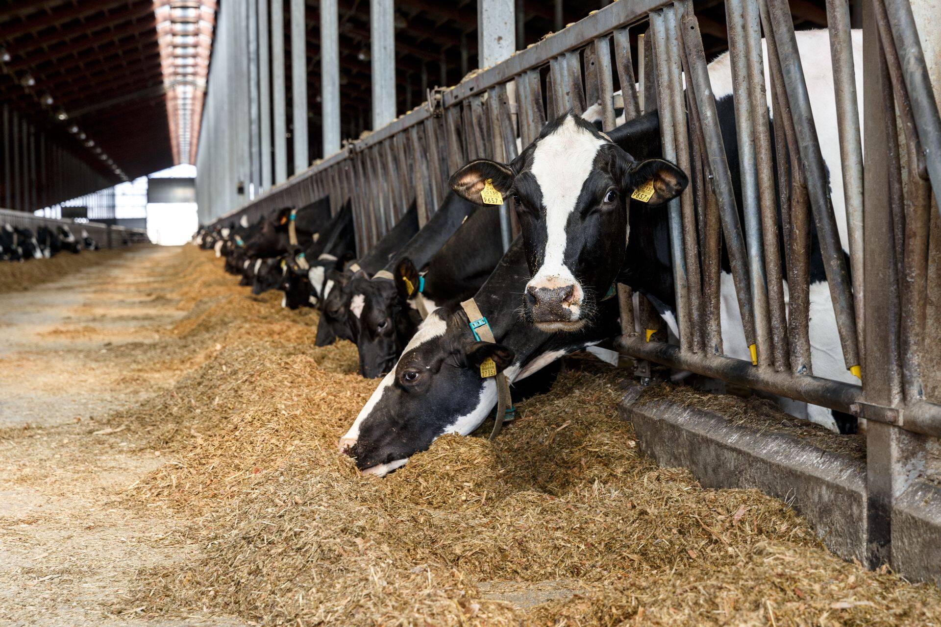 Piimaveiste söödatootmine suurenes 3,2%, millele aitasid kaasa tugev piimanõudlus ja farmide intensiivistamine, eriti Aasias ja Euroopas.