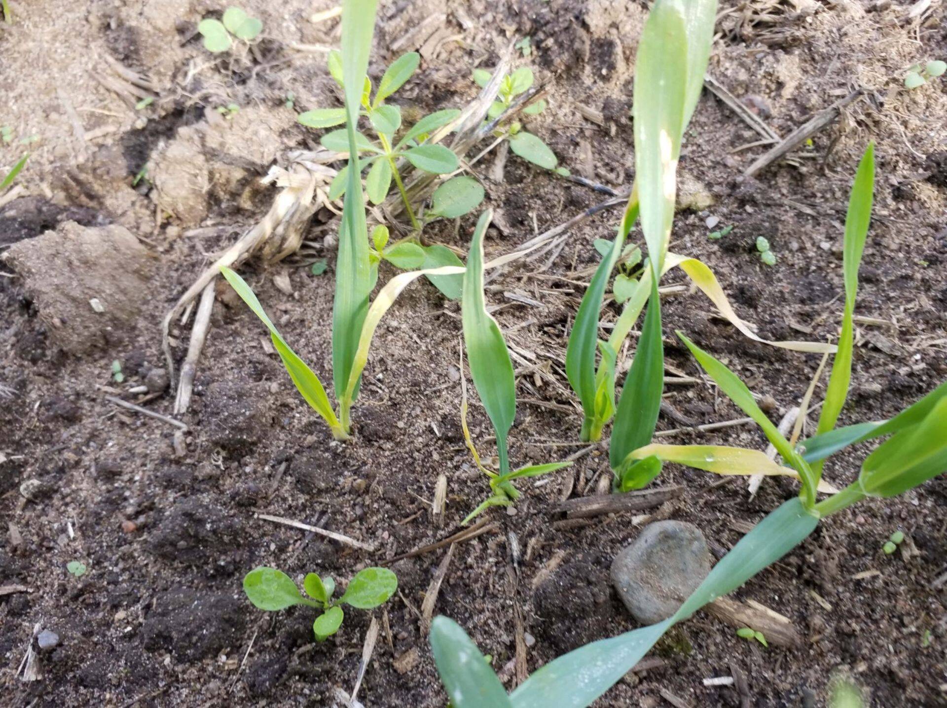 Kahjustuse tulemusena keskmine leht kolletub ja närtsib.