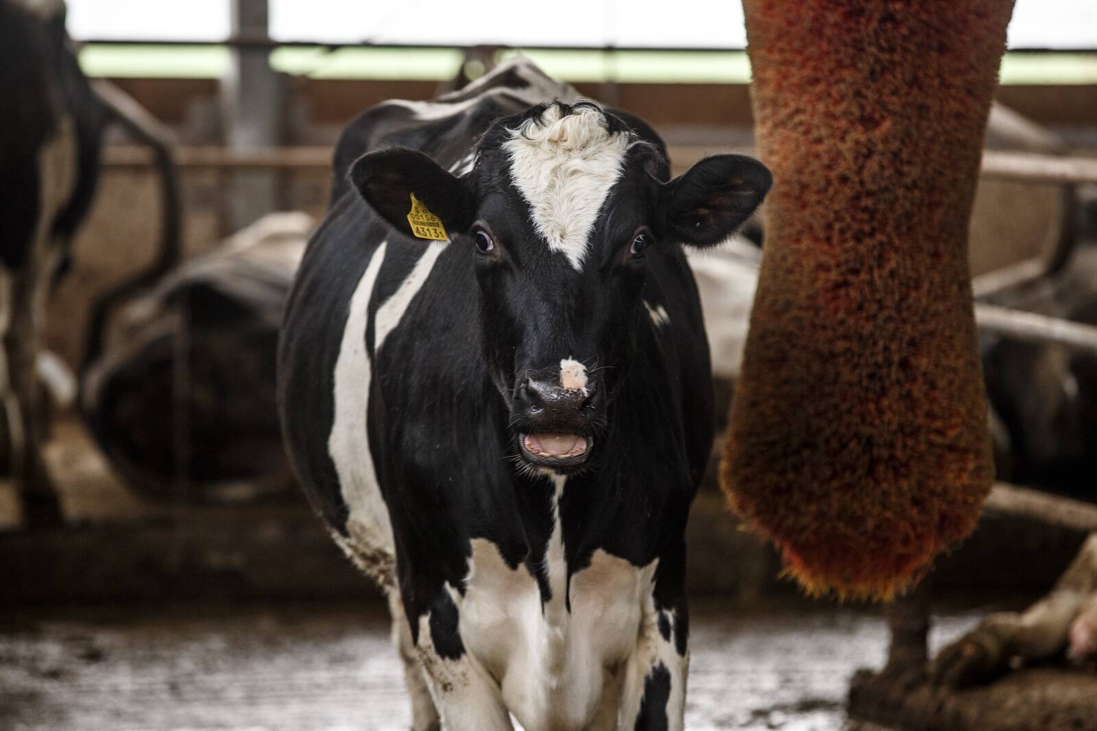 Veterinaaria on mitmekülgne ja vastutusrikas valdkond, mis hõlmab lisaks loomade ravimisele ka teadust, toiduohutust, keskkonnamõjusid ja loomade heaolu.