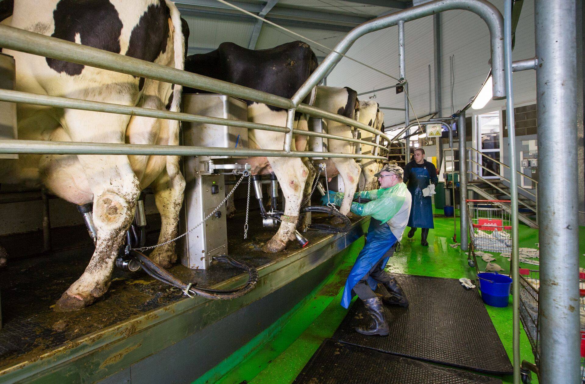 Põllumehed soovivad lüpsjate kiiret vaktsineerimist.