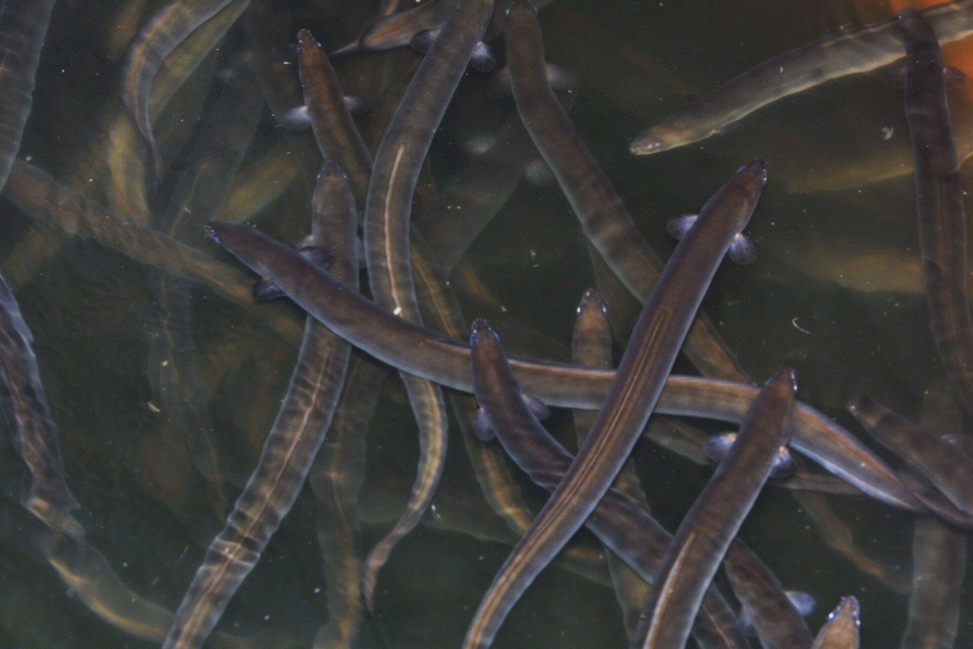 Angerja varu taastamiseks kehtestatakse püügipiirang