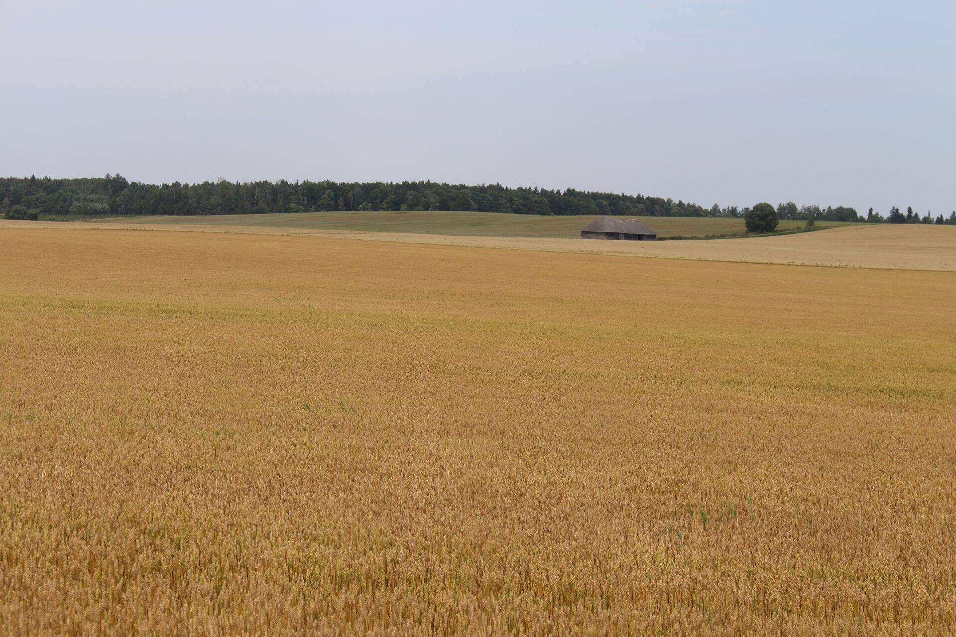 Teraviljade toodang saab olema ajaloo suuruselt teine