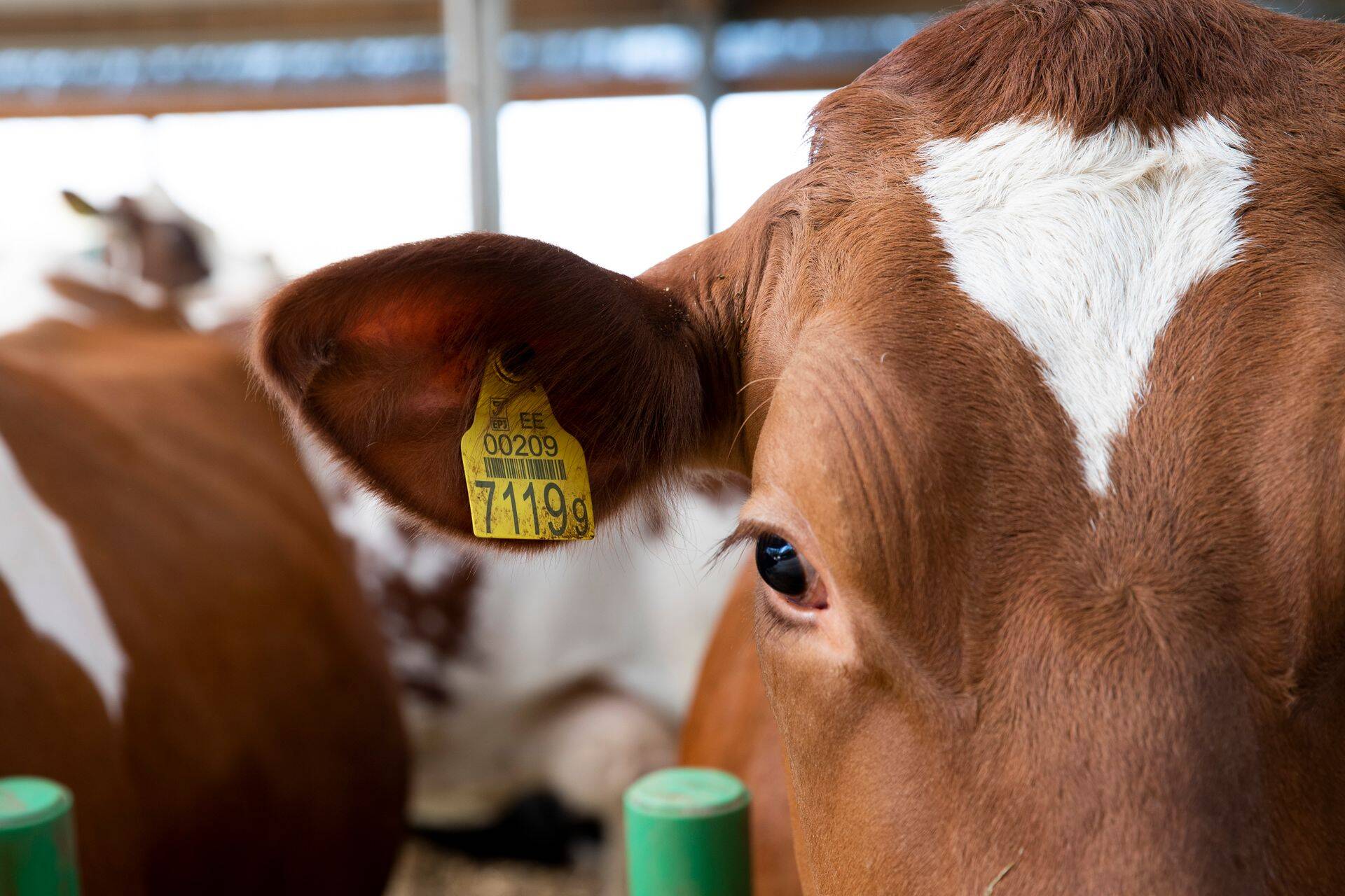 Fotol on üsna harilik lehm Saaremaalt. Mitte Botswana silmalehm.