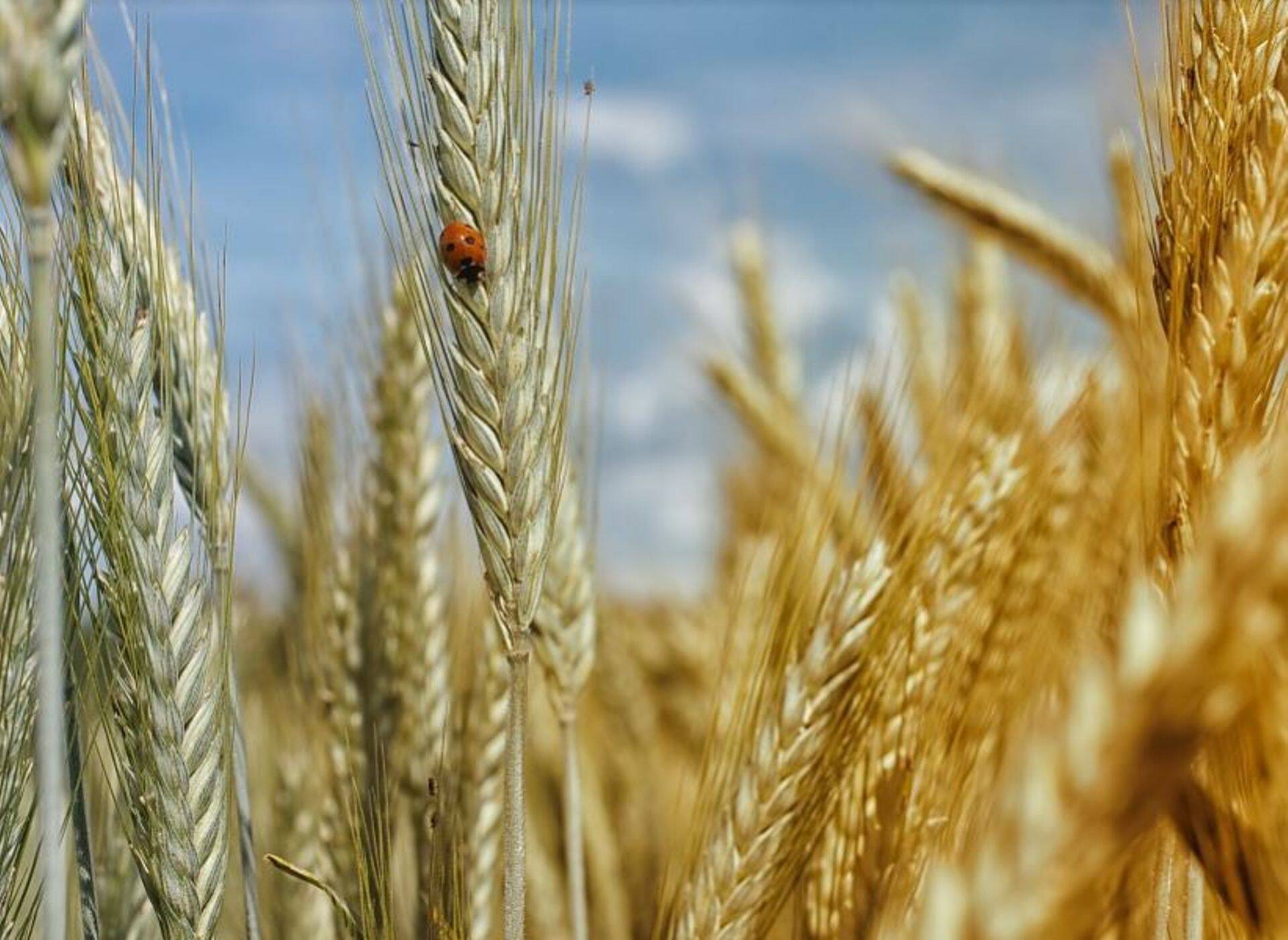 Agri Partner kutsub infopäevale “Tagasi Juurte Juurde 2017”