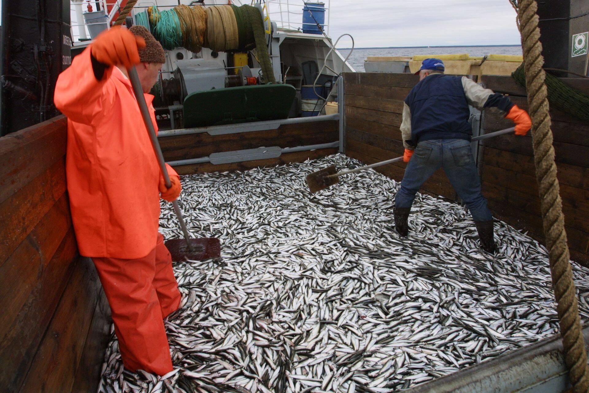 Ida-Viru maakonnas peatatakse räimepüük ja kastmõrra kasutamine.