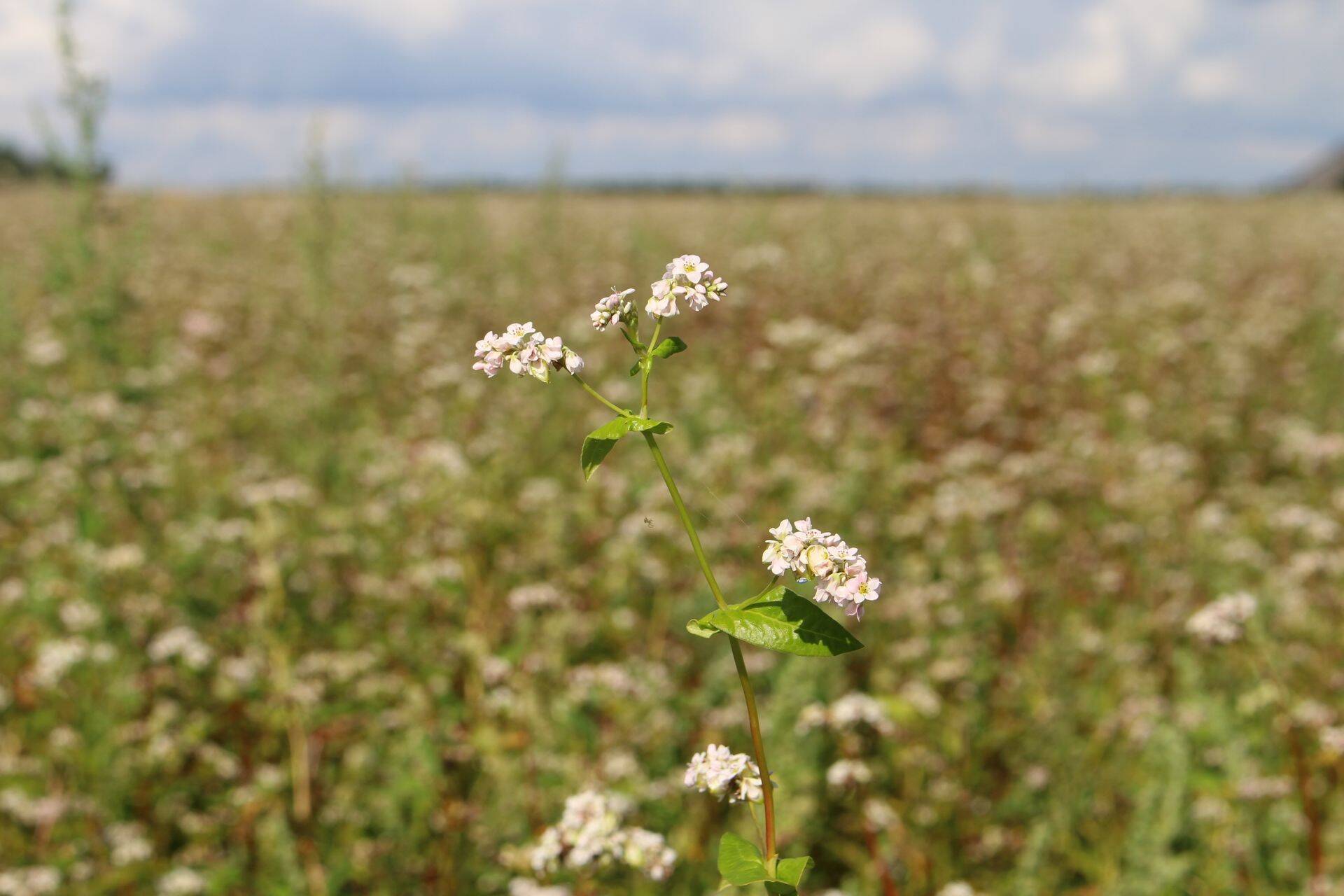 Kvaliteetsete seemnete valik laieneb