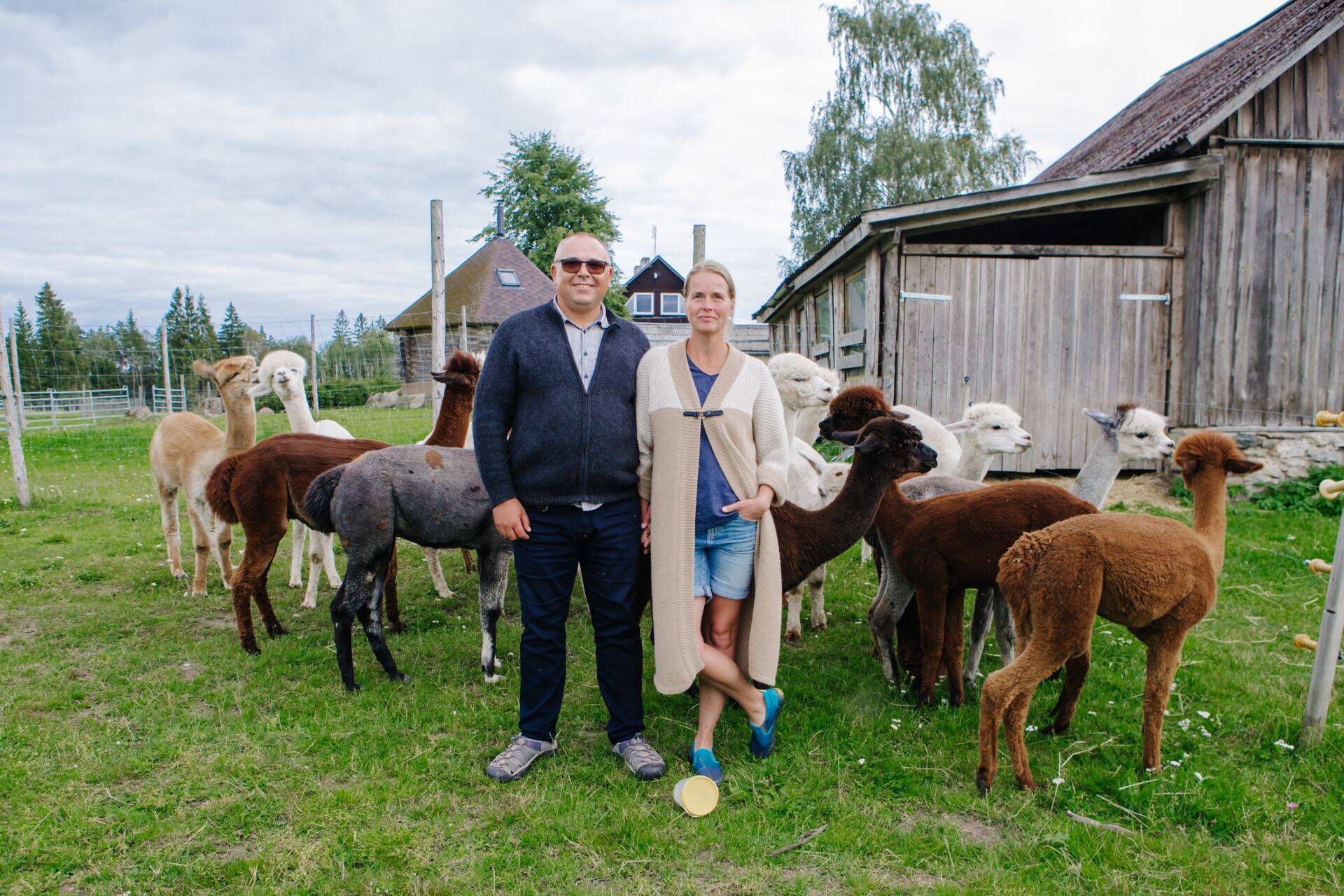 Wile alpakafarmi pererahvas.