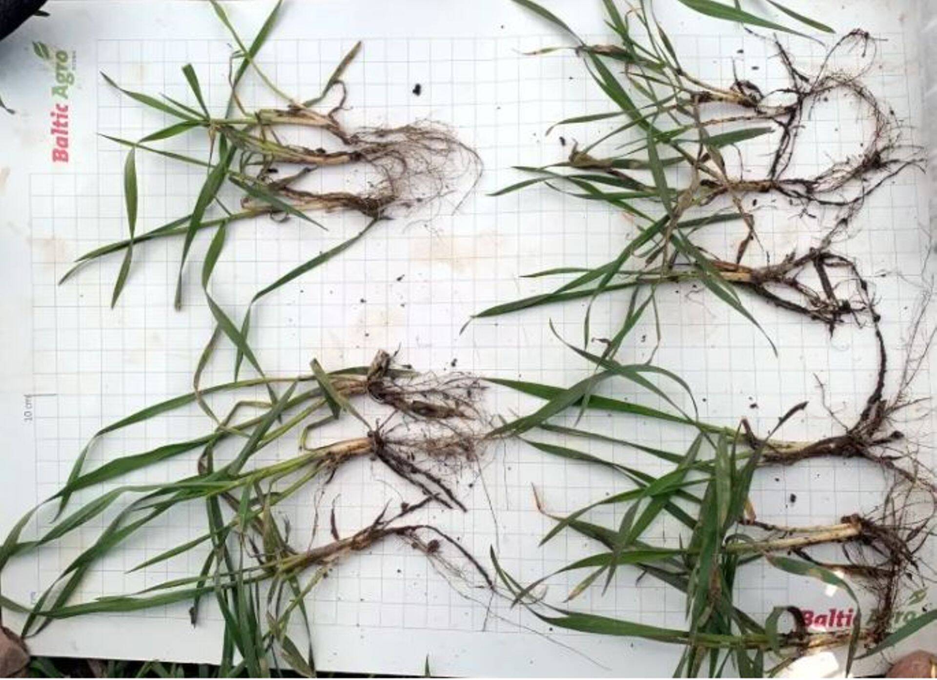 Ülemises reas vasakul Julius, paremal Malunas, all vasakul Informer ja paremal Skagen. 20.03.2020