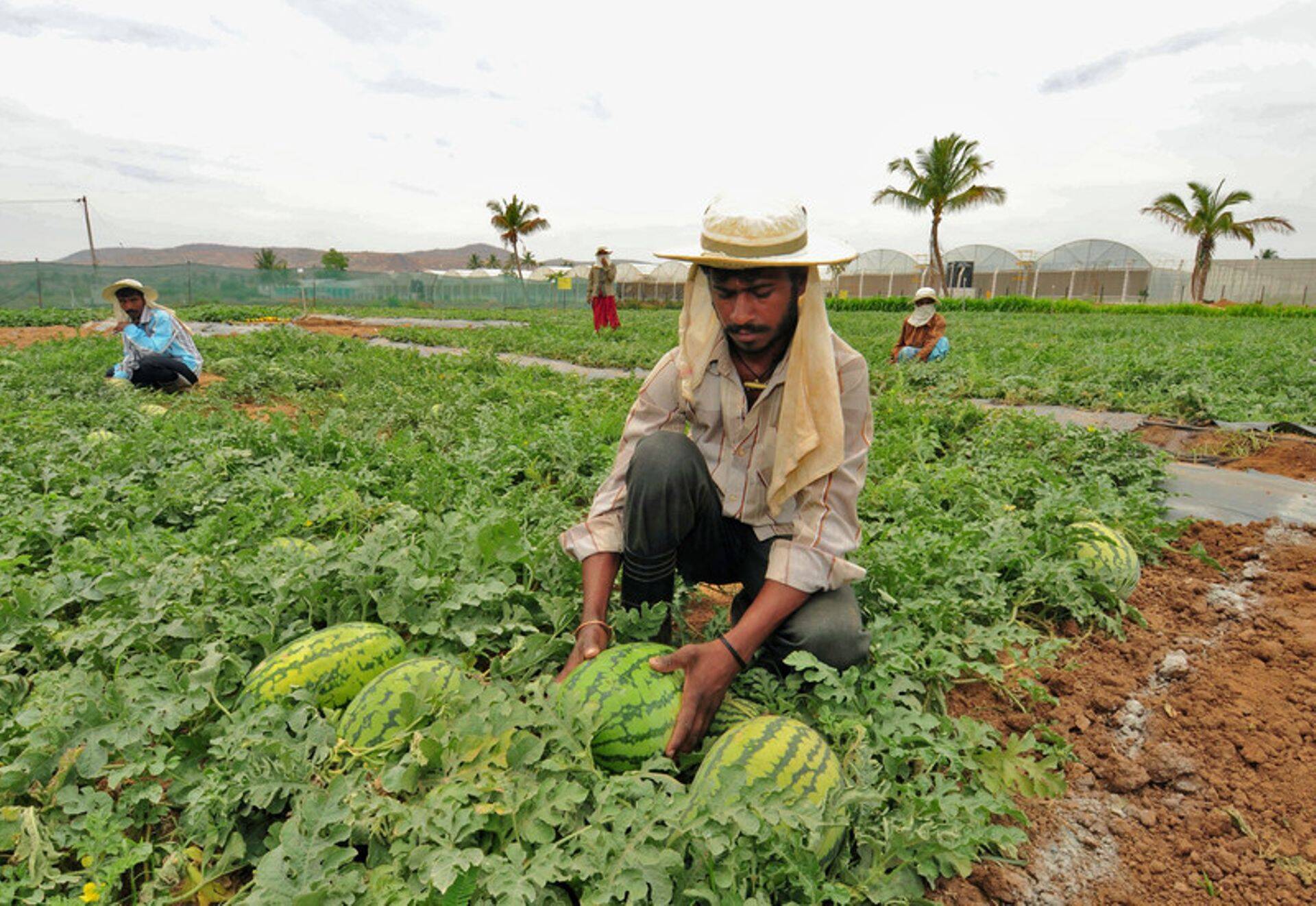 Monsanto töölised Indias Bangalore'is arbuuse noppimas.