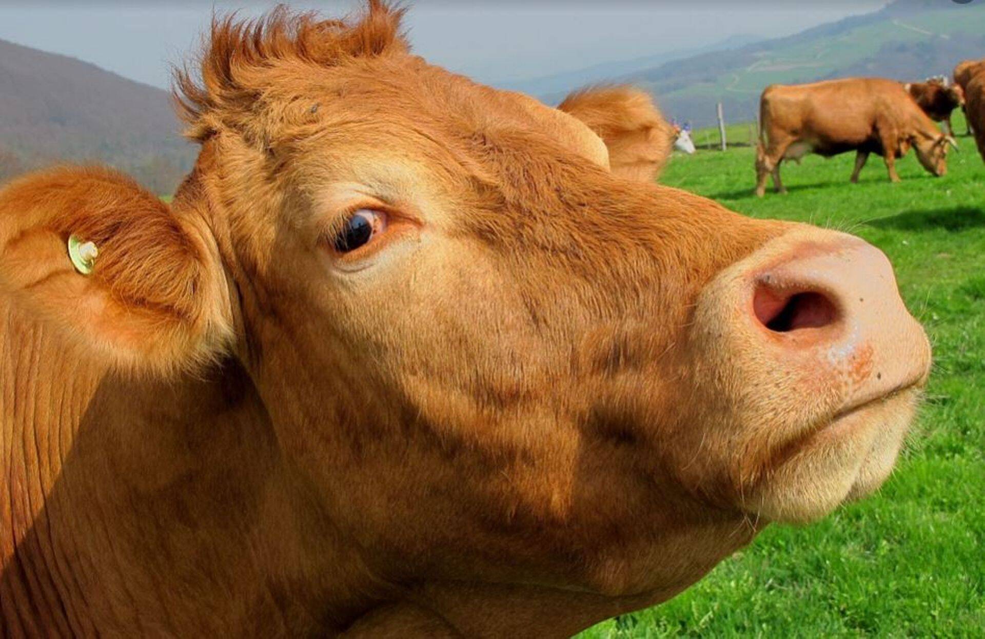 Börs: Fonterra prognoosib hinnatõusu