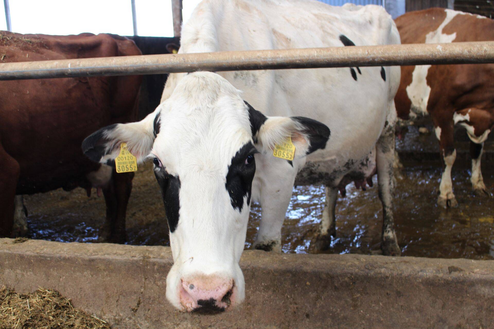 Euroopa Loomaarstide Föderatsioon on Euroopa Liidu institutsioonide arvestatav partner