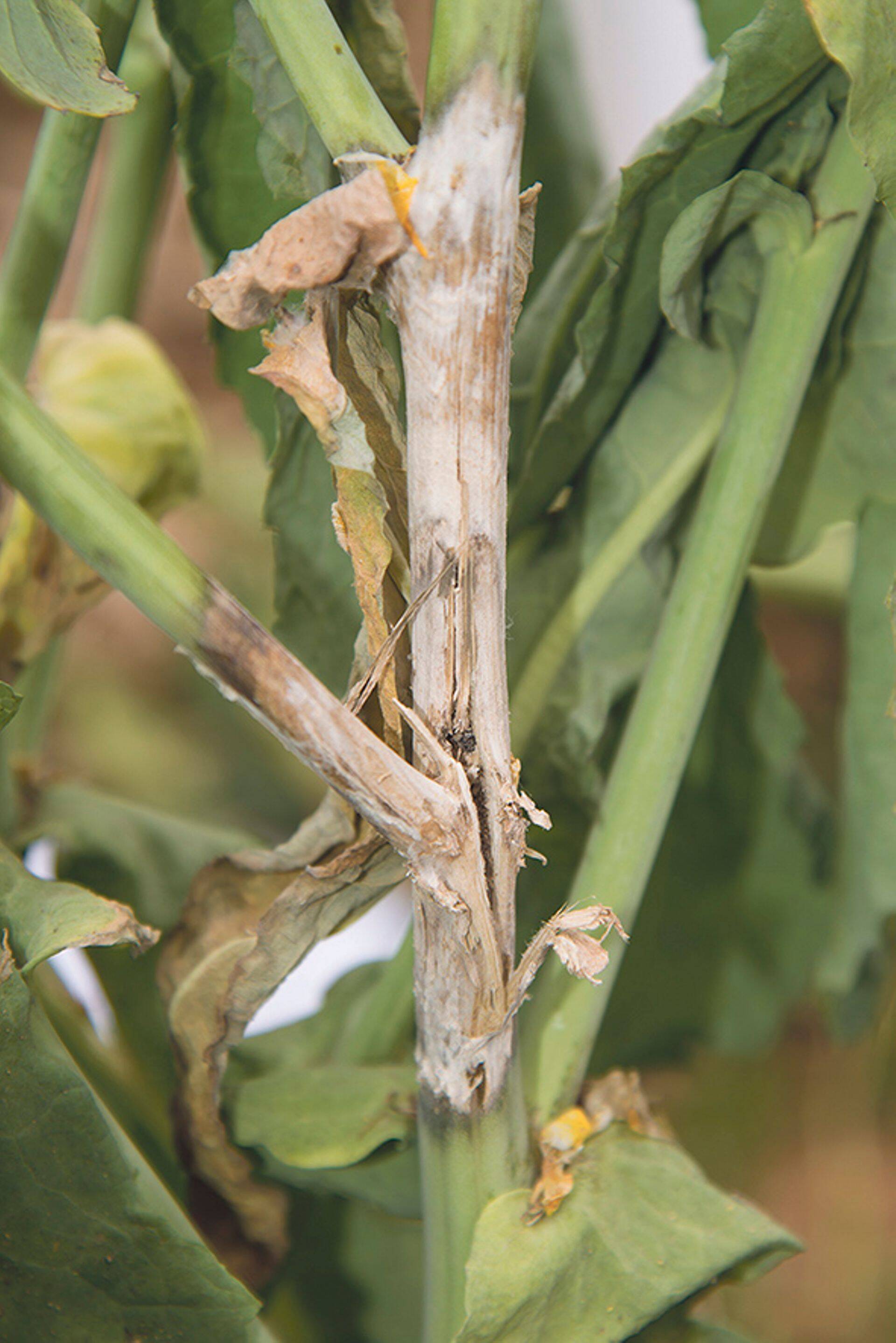 Valgemädaniku kahjustus rapsi varrel.