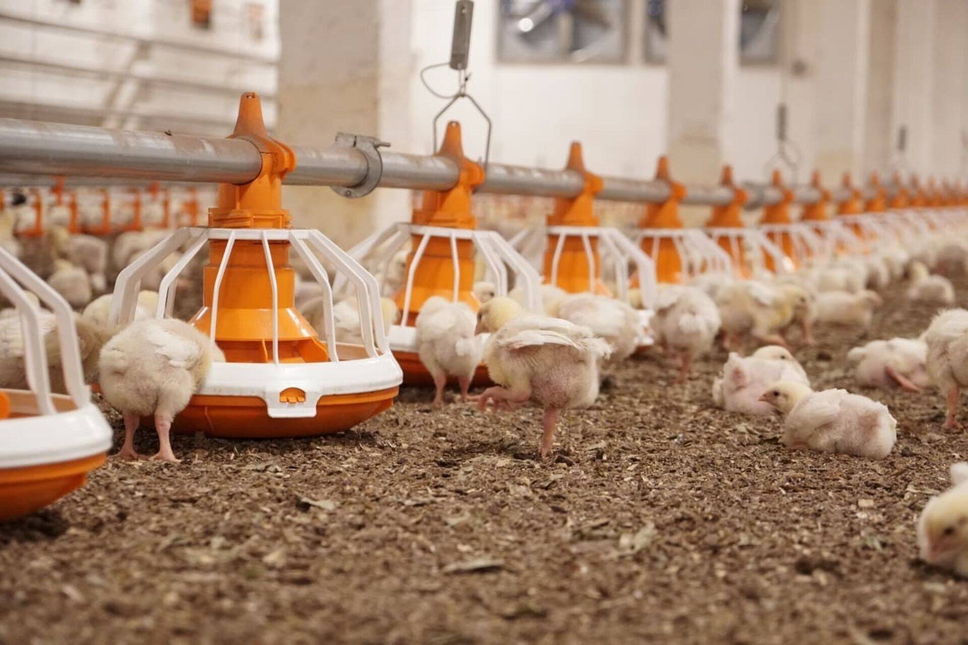 Renoveeritud Ülgase broilerifarm. Sarnastes tingimustes peaksid linnud hakkama elama ka Uudekülas.