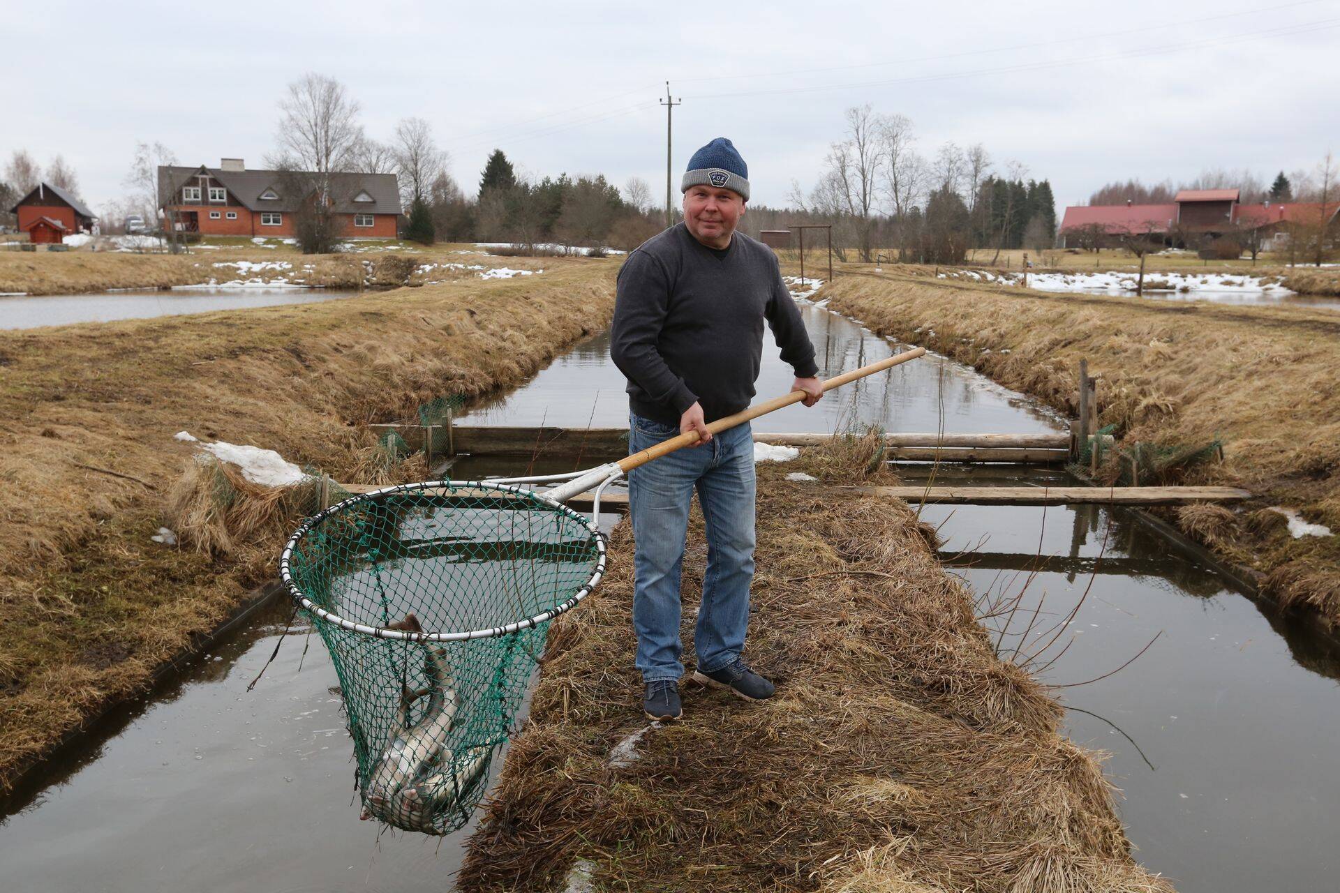 Võrumaa kalakasvataja, OÜ Leokitalu tegevjuht ja omanik Arvo Leok on tiigist välja tõmmanud mõned tuurad.