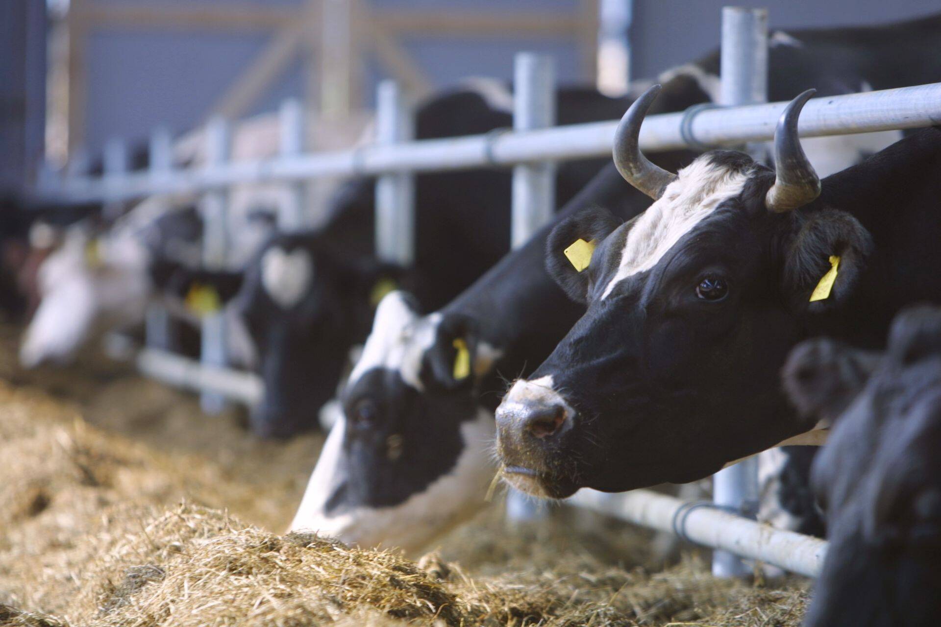 Piimakarjakasvatajad on oodatud osalema aastalõpu seminarile.