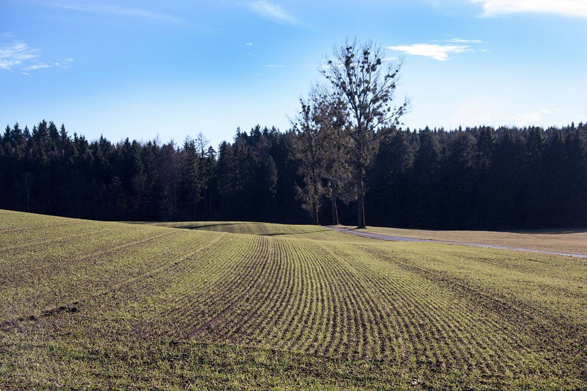 Seemne kvaliteeti tasub kontrollida.