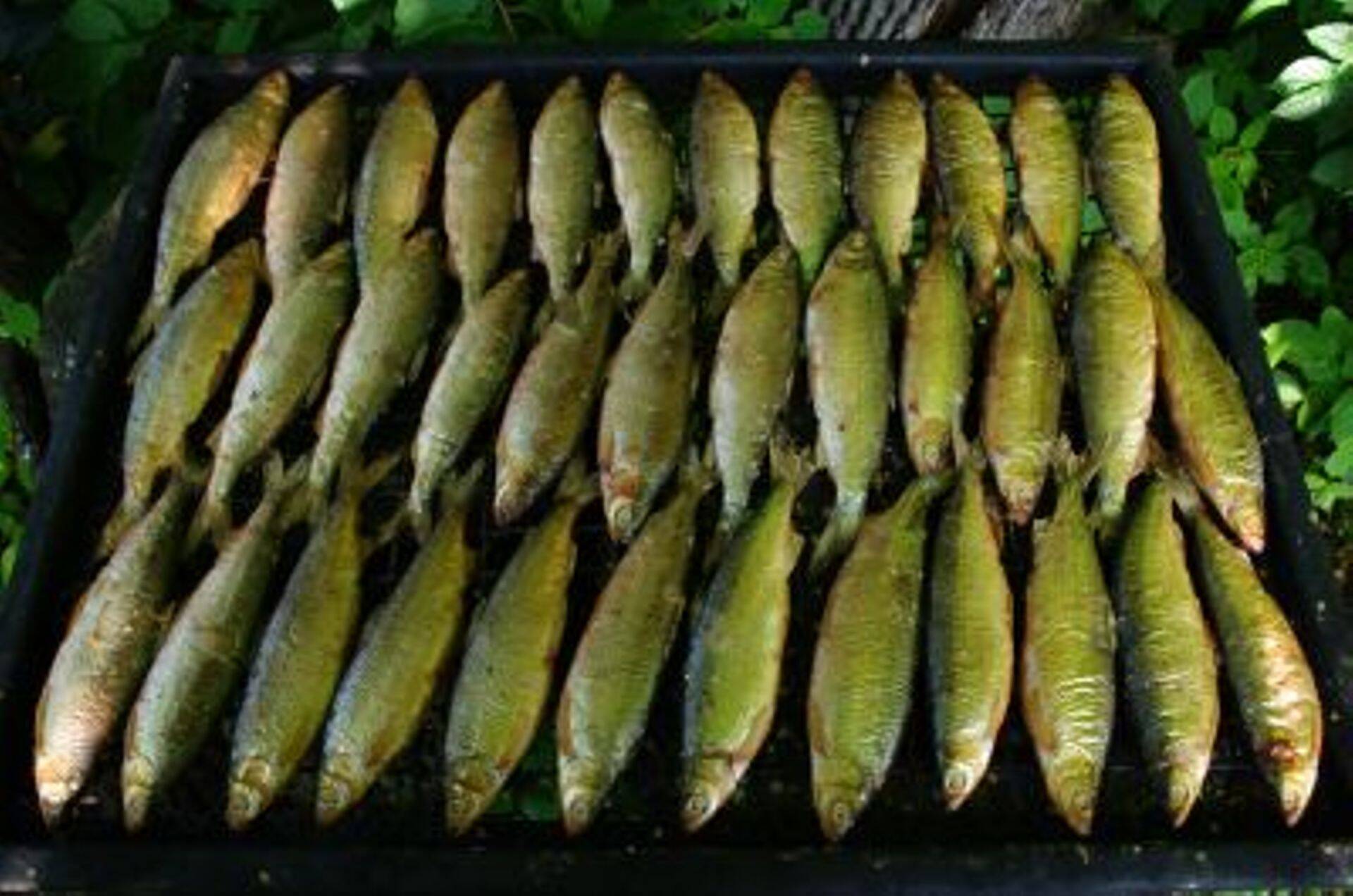 Tänasest peatatakse rääbisepüük Peipsi, Lämmi- ja Pihkva järvel