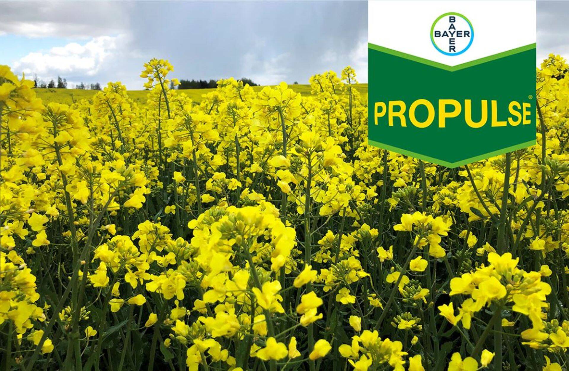 Propulse pritsimine tuleks ajastada rapsi täisõitsemise faasi.