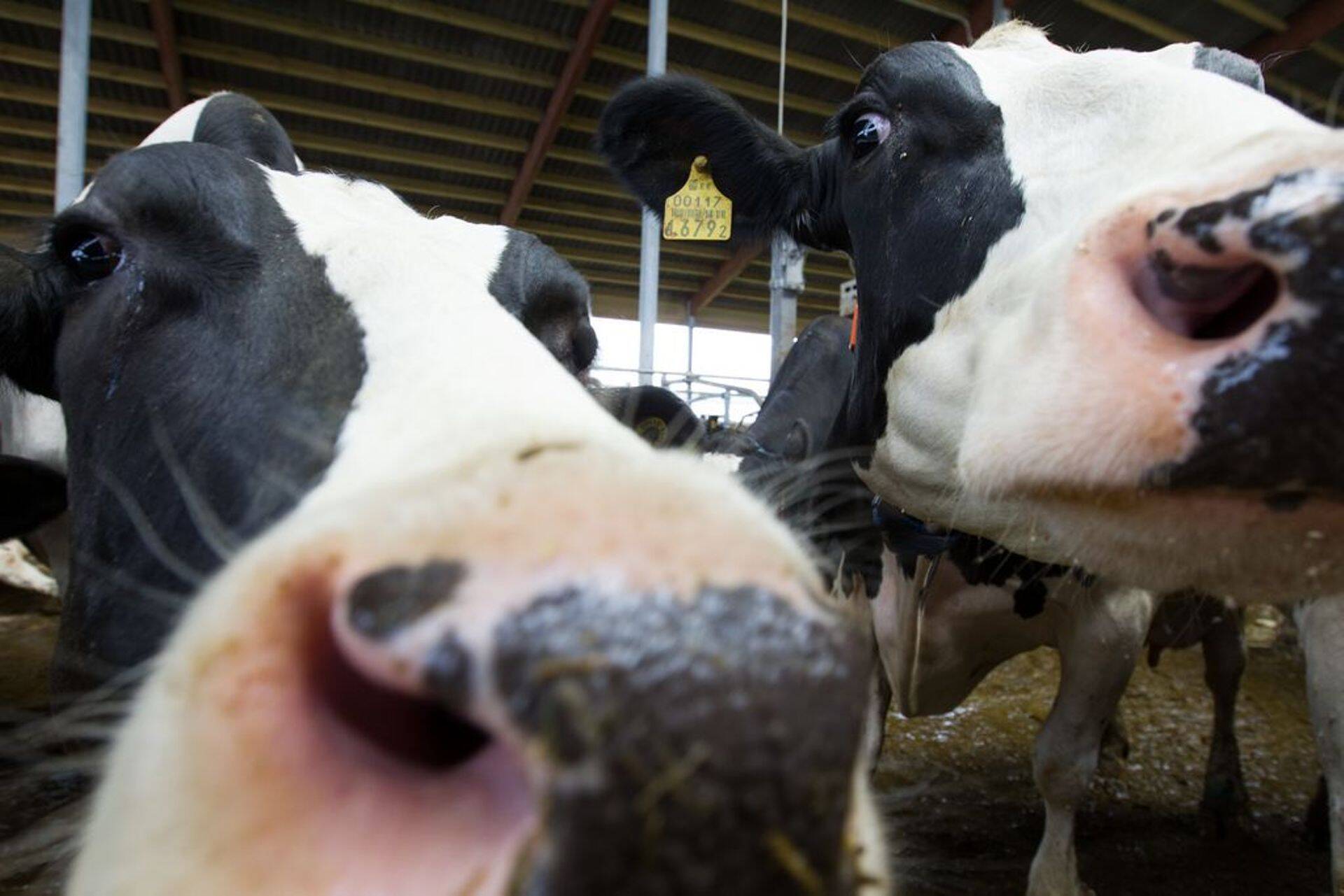 Väätsa Agro uue piimafarmi lehmad