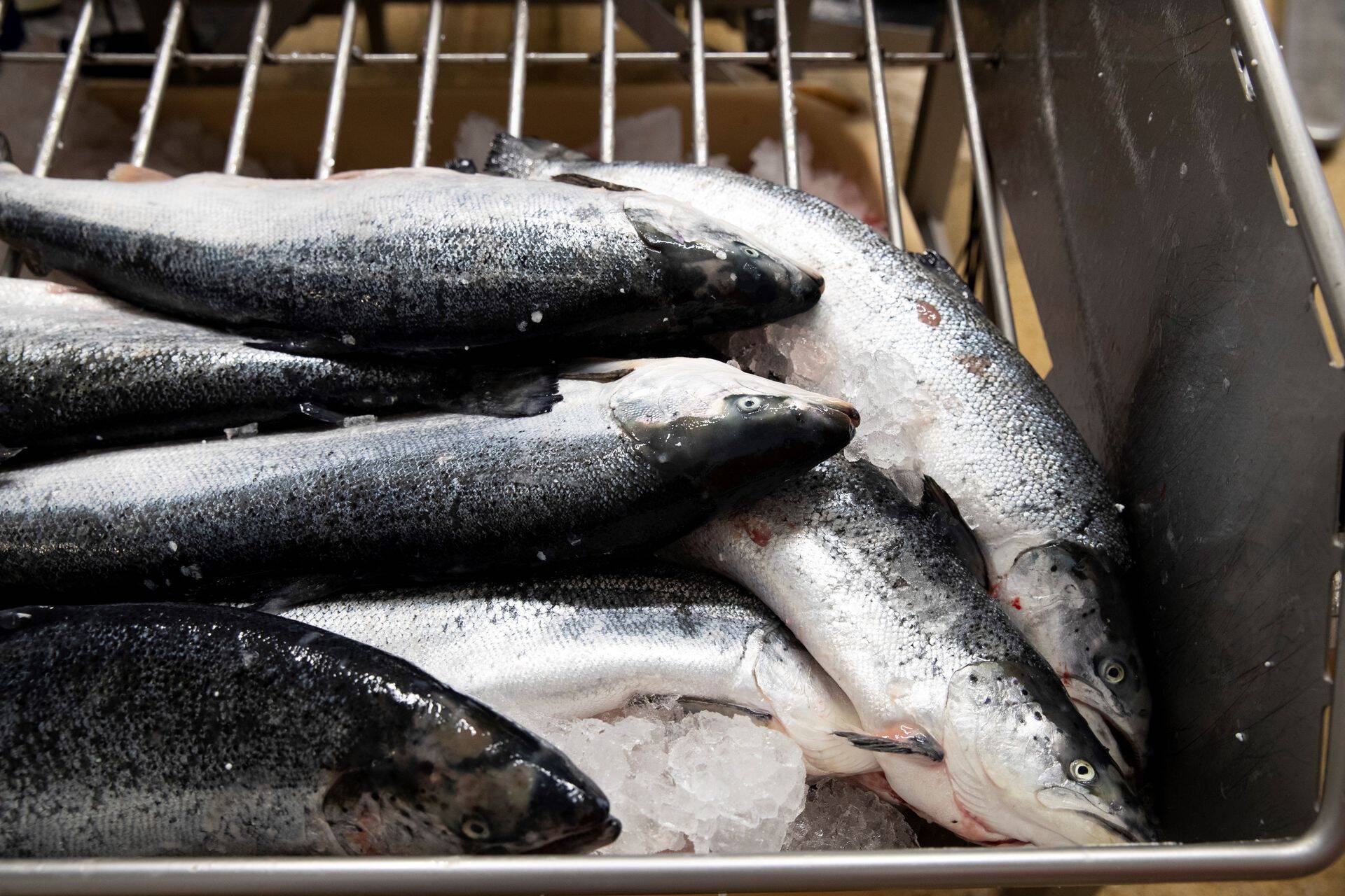 Eesti kalatootjad saavad nüüdsest toodangut müüa ka Hiinas
