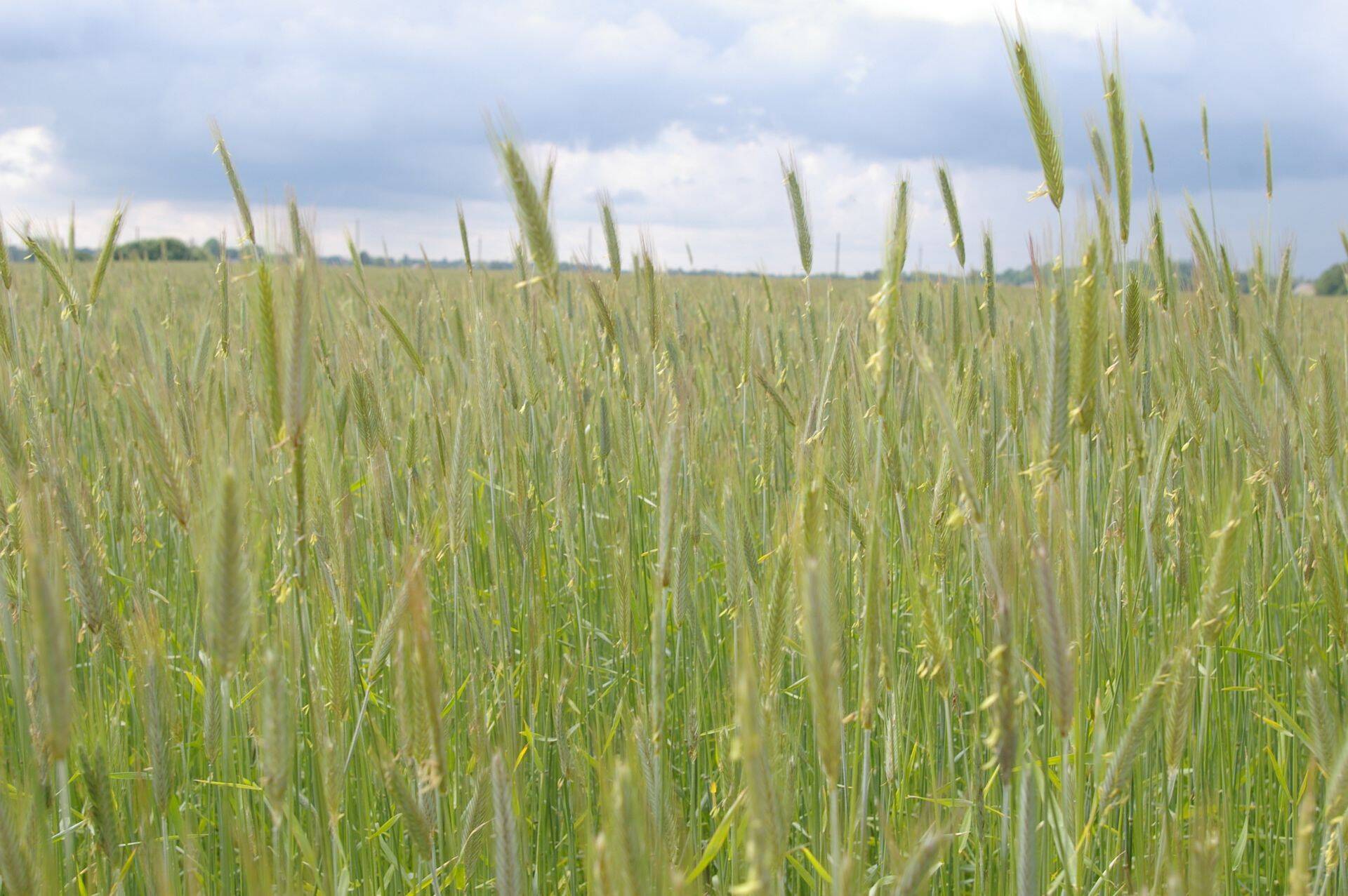 Läti rukkikasvatuse ja leiva spetsialistid väisavad Eesti Rukkiteed