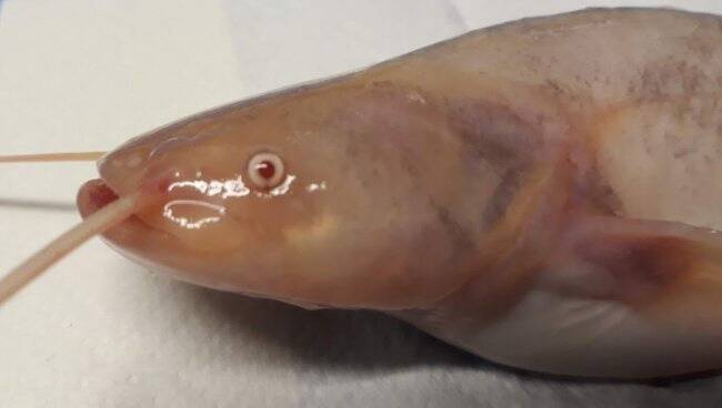 Albiino säga.