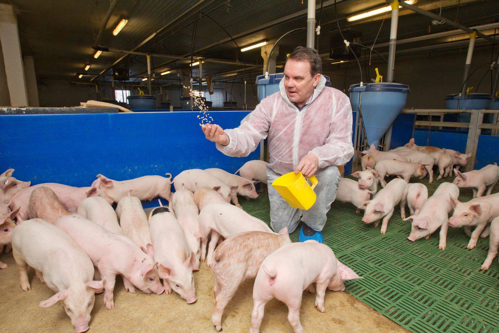 10 лет назад Урмас Лахт отреновировал свинарник в волости Тамсалу в Ляэне-Вирумаа. Теперь он принадлежит компании его дочери Марви Лахт Vajangu Peekon.