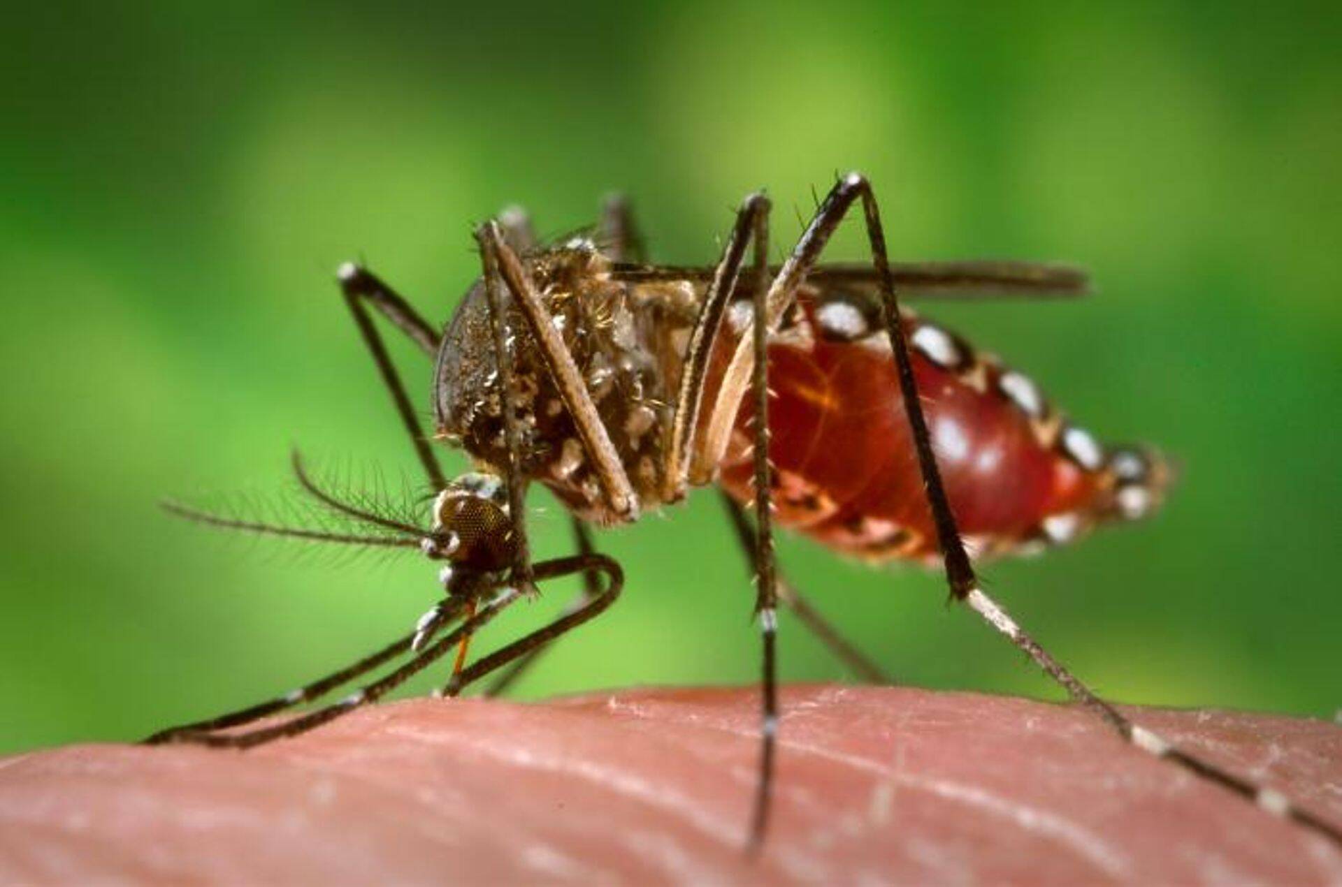 Zika viirust edasi kandev Aedes Aegypt'i ehk metsasääsk.