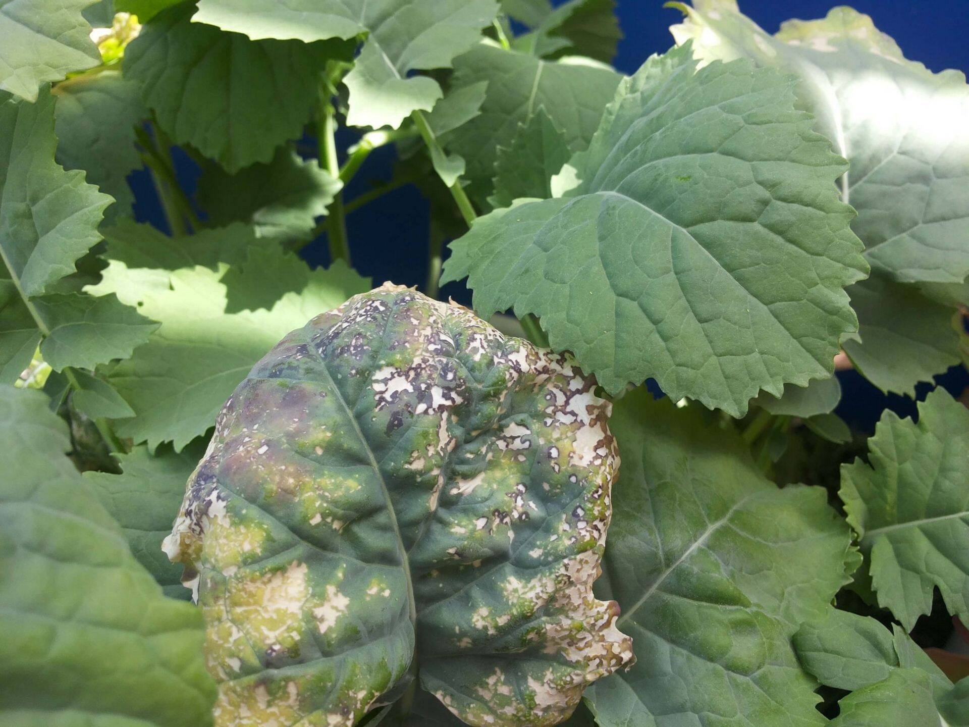 Kaaliumipuudus rapsil