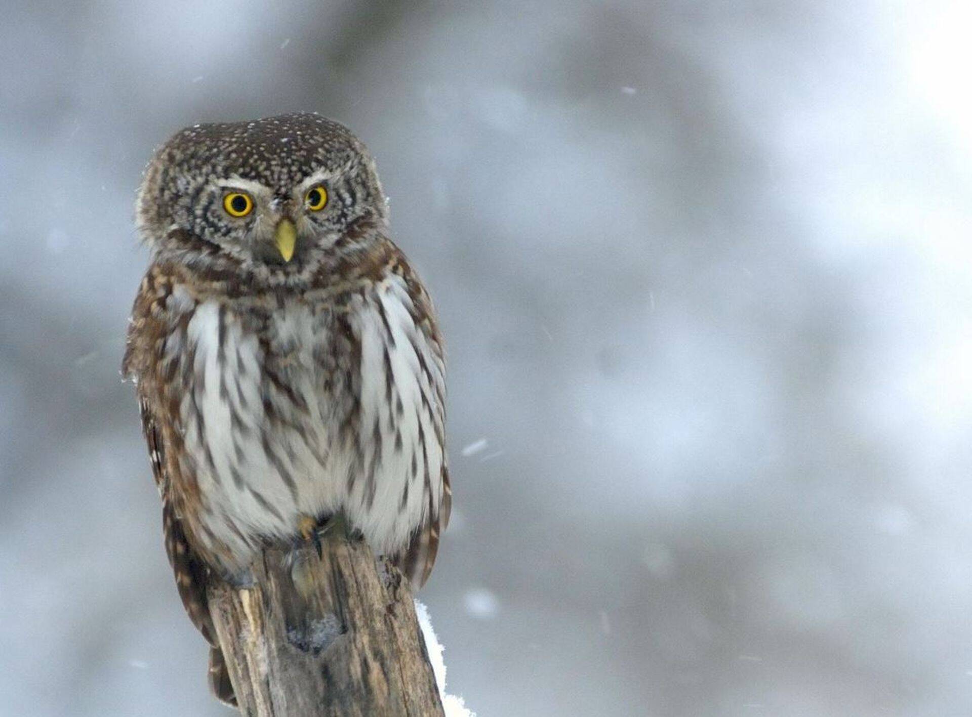 Värbkakk Sõrve metsas.