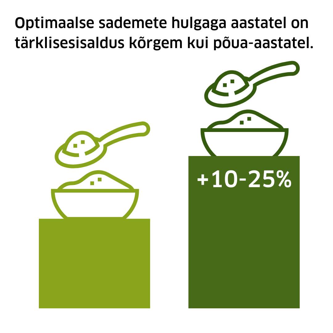 Tärklisesisaldus on kõrgem optimaalsete sademete korral.