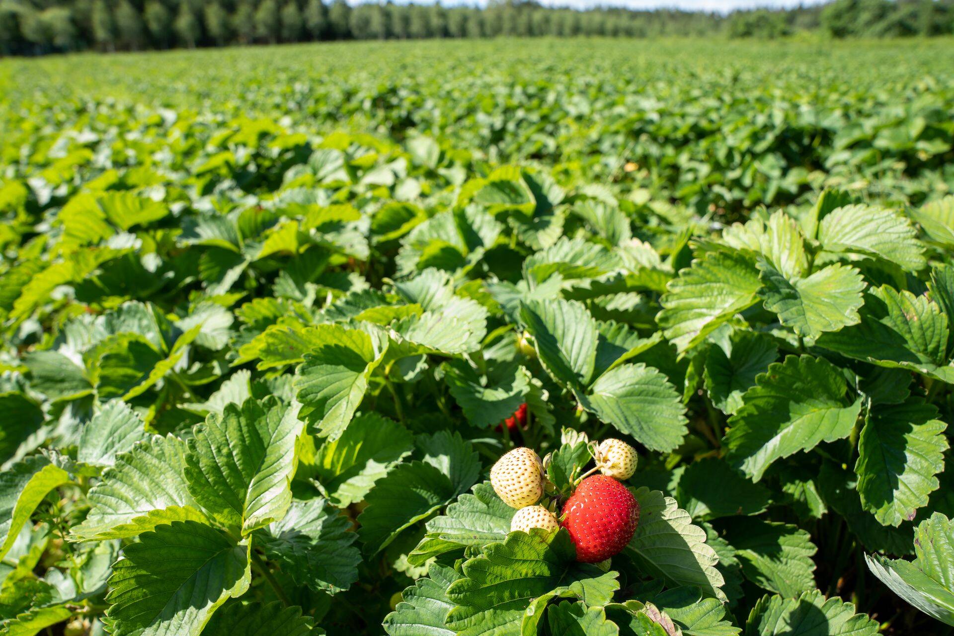 Eile korjasid ligi 50 Tere ja Farmi piimatööstuse kontoritöötajat Marjamaa talus maasikaid. Fotod: Jassu Hertsmann