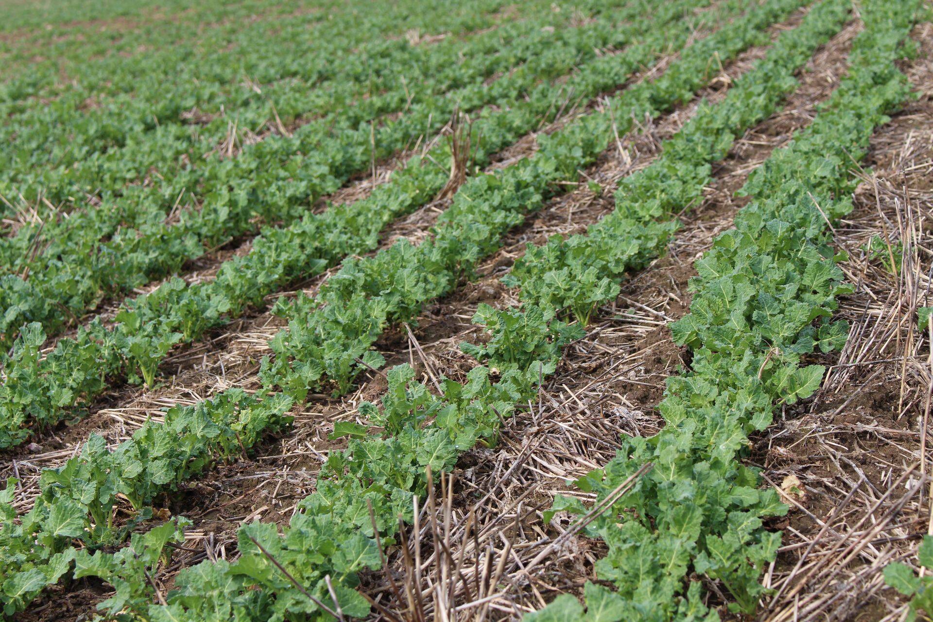 Põlluinfo: Aeg teha sügisene umbrohutõrje