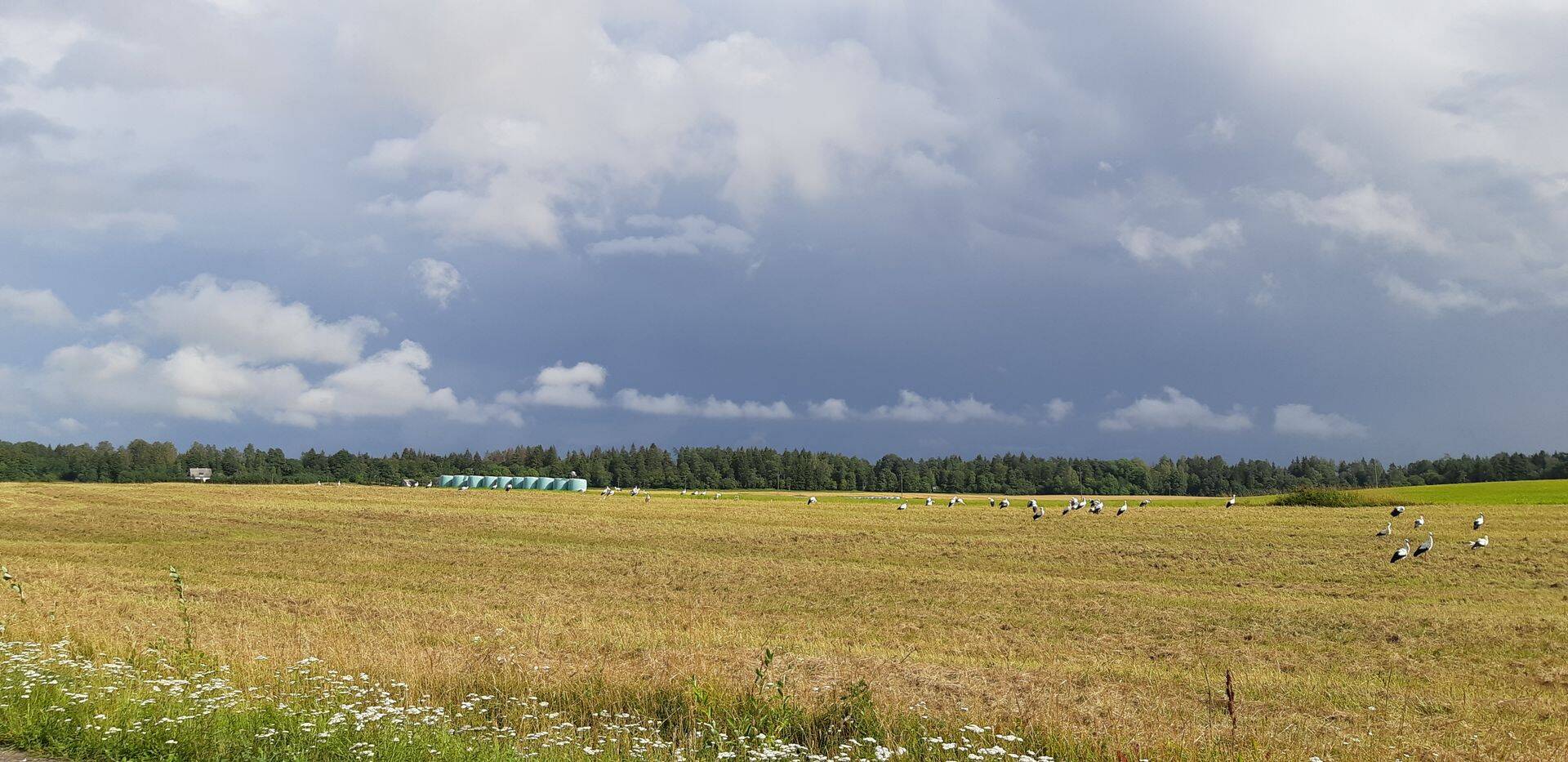 Niidetud põld Harjumaal.