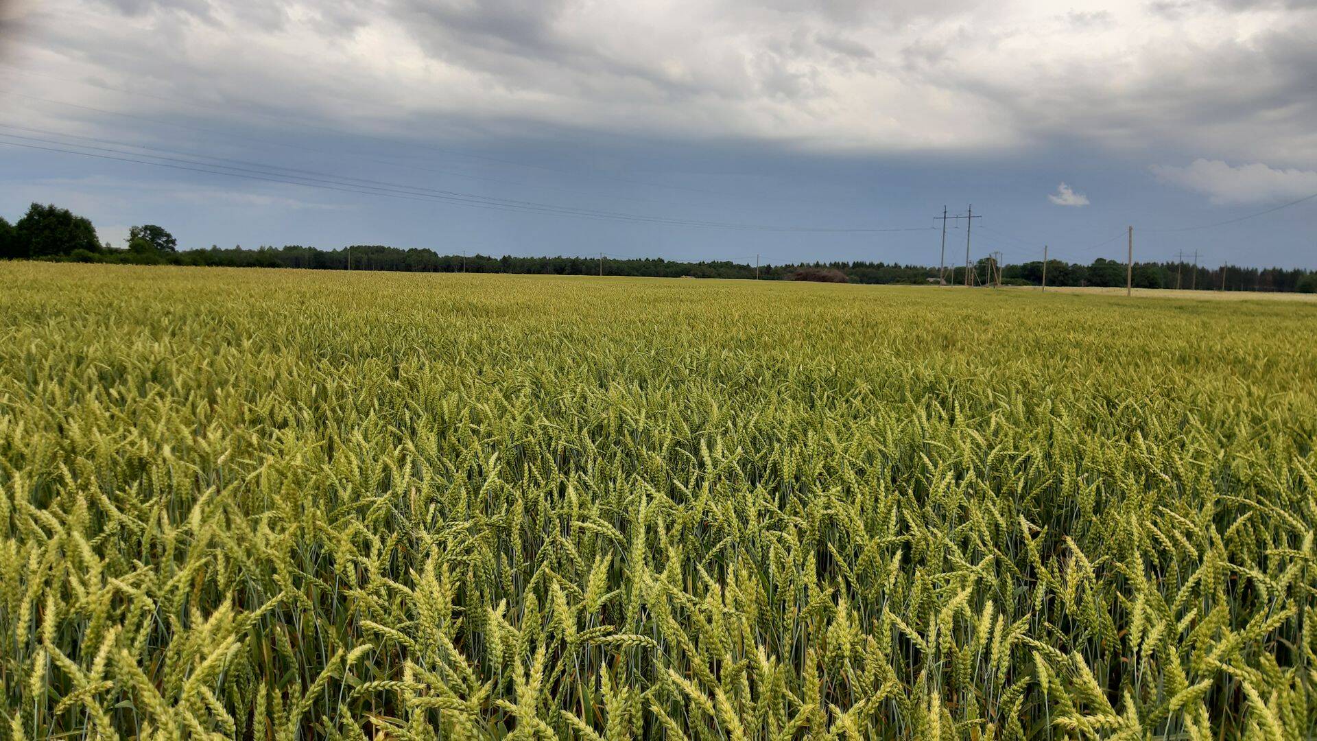 Sort 'Kallas* - seemnepõld Lääne-Virumaal.