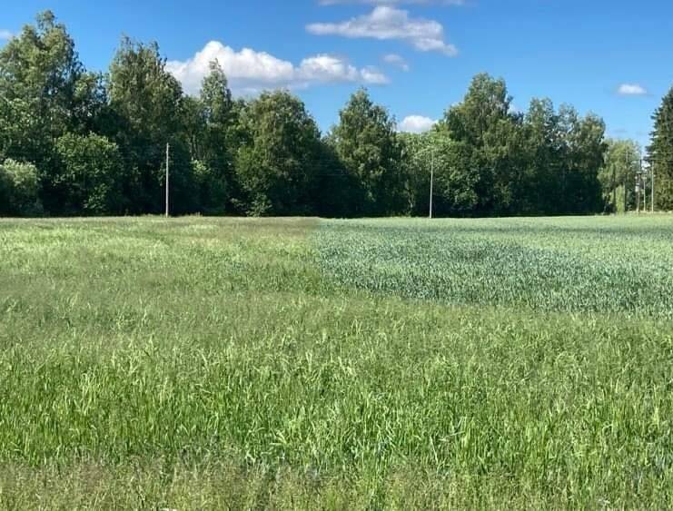 Rukki-kastehein talinisus.