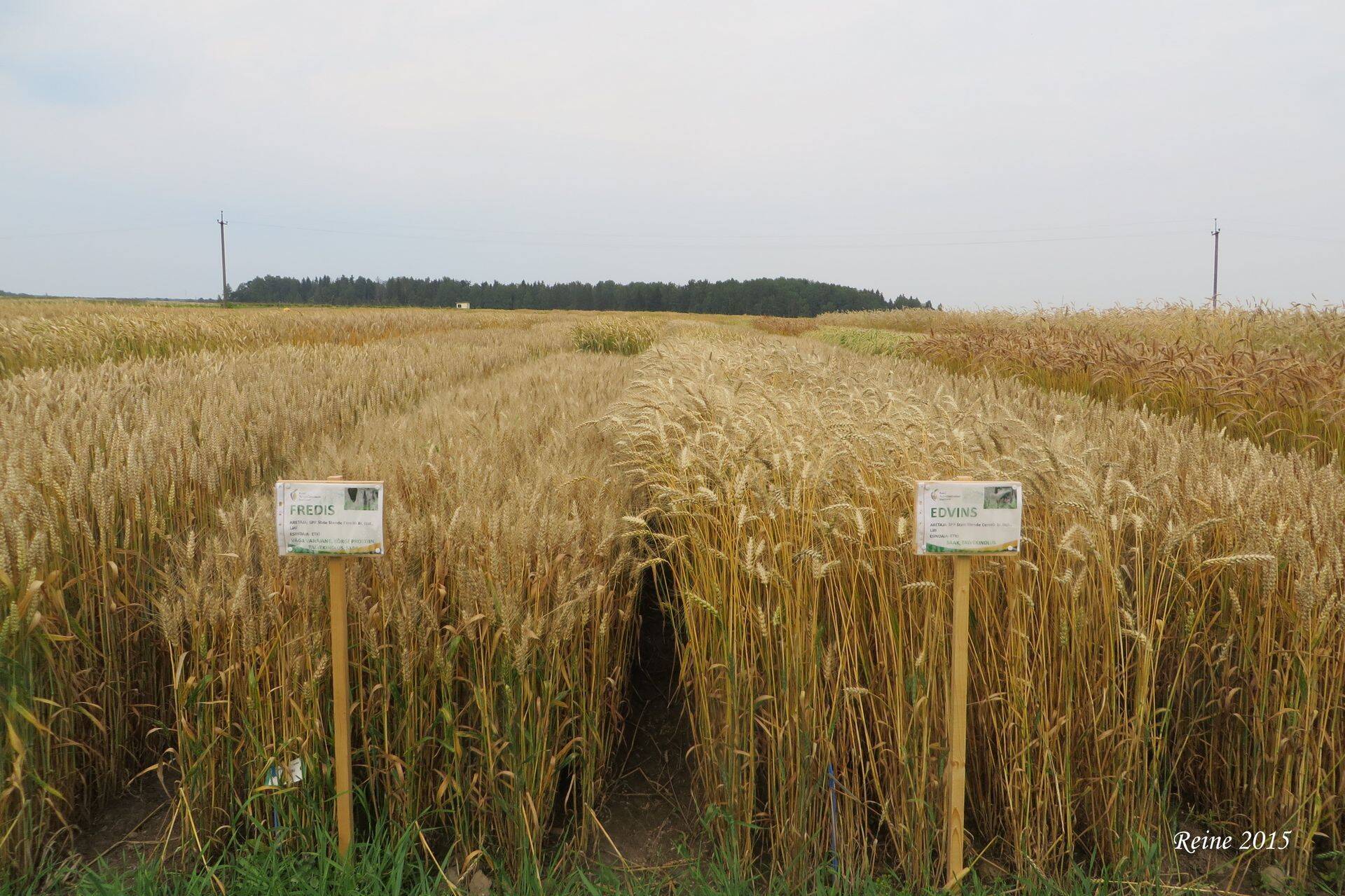Vald jätab Jõgeva sordiaretajad ilma sajast hektarist maast