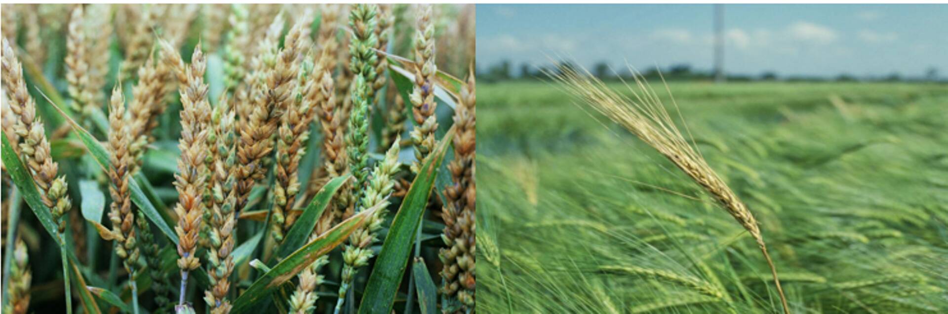 Fusarioos nisu ja odra pähikutel