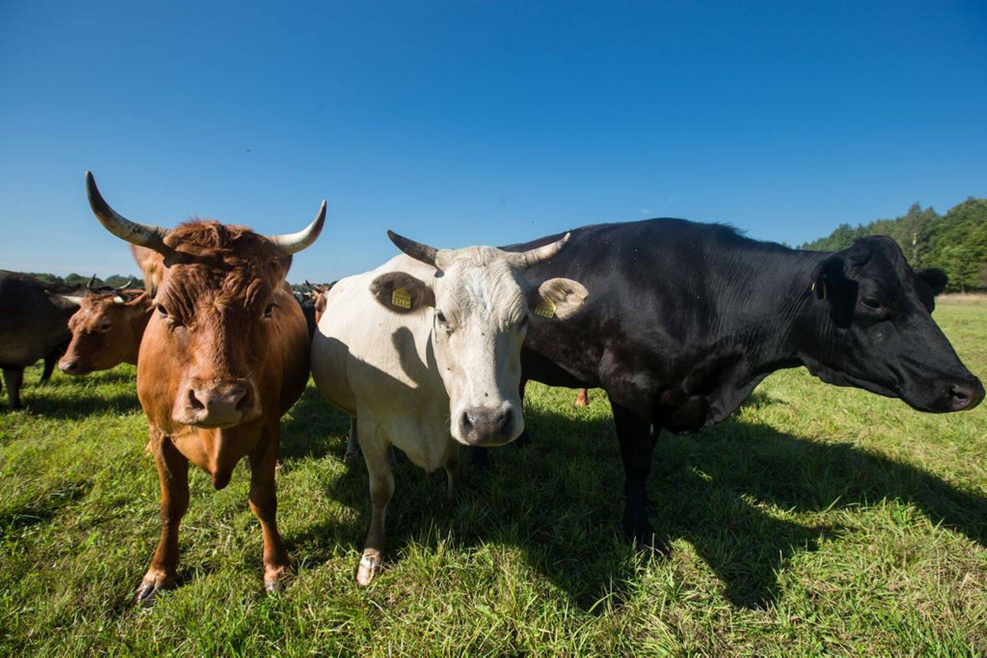 Läti piimatootjad pole Vene embargo hüvitisega rahul