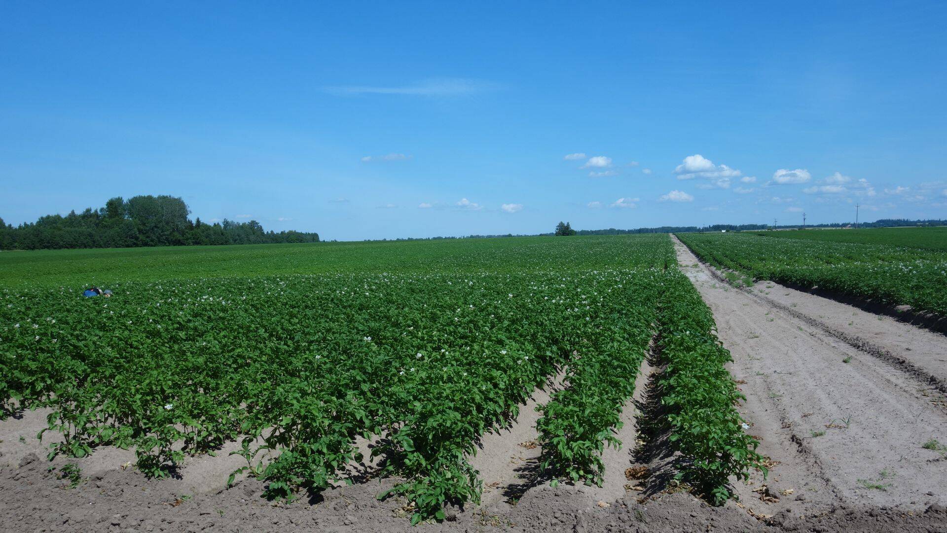 Avatud talude päev sai avalöögi kartulipealinnas Simunas. Fotod: Ei irki Sõrmus