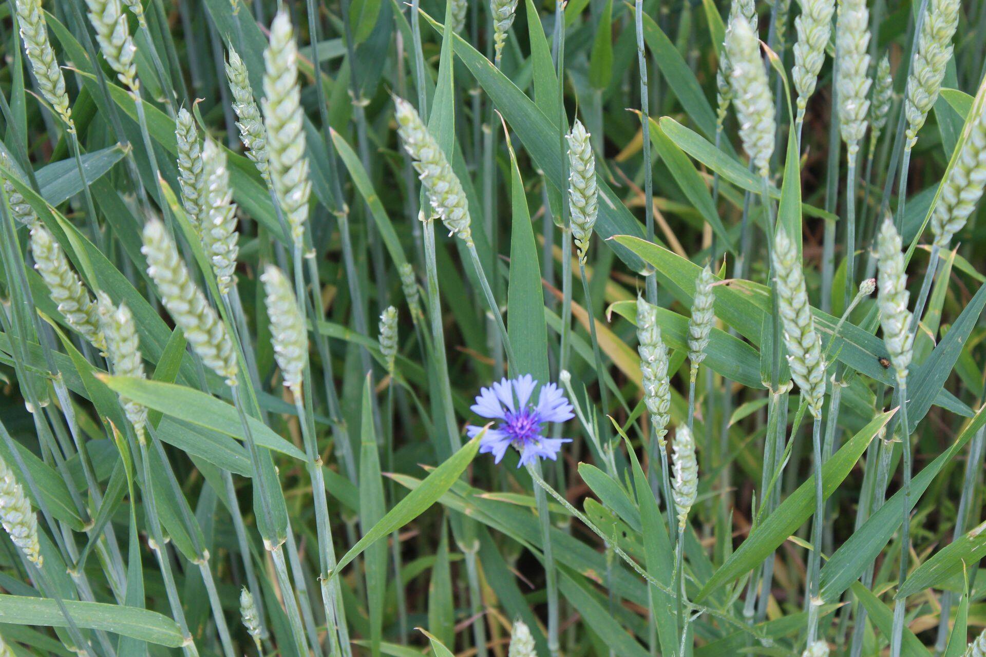 Euroopa nisuturu olukord paraneb järgmisel hooajal